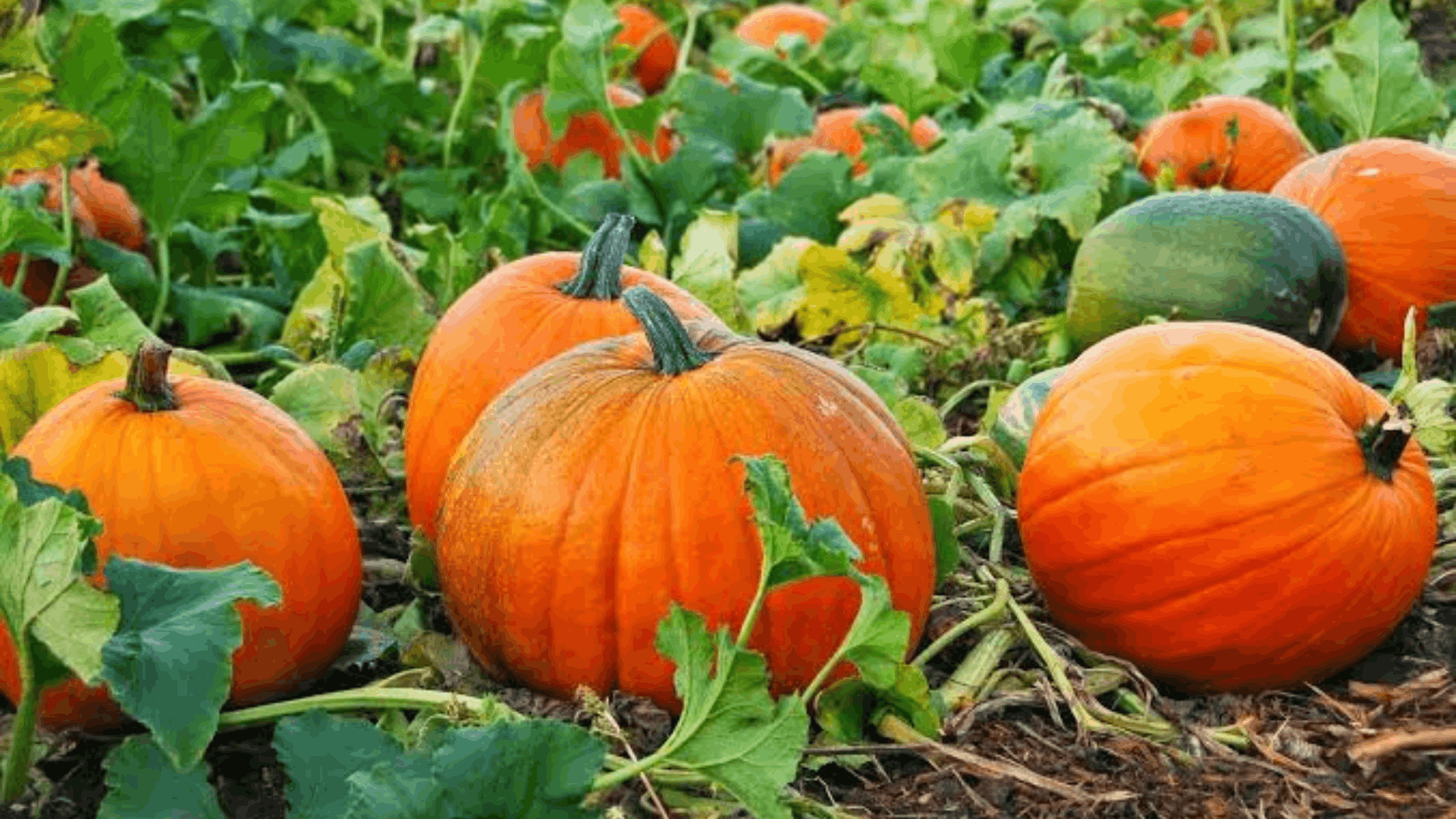 ripe orange pumpkins growing on sprawling vines among broad green leaves in a thriving pumpkin patch ready for harvest