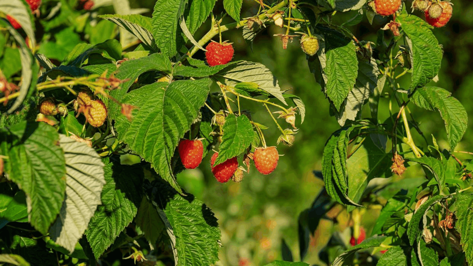 ripe red raspberries growing on leafy green stems with detailed textured fruit ready for harvesting in a sunny garden