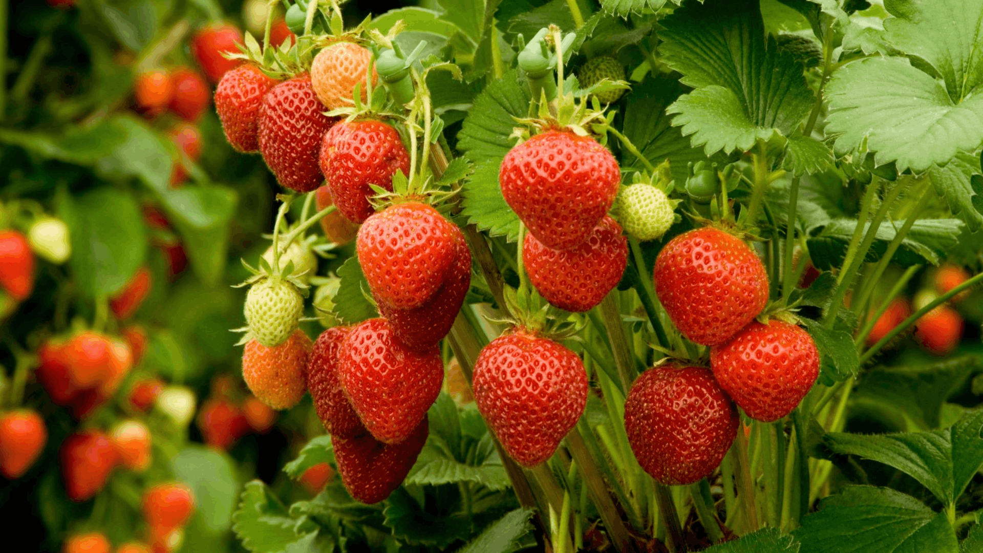 ripe red strawberries hanging from green plants with unripe berries and leafy garden growth around them