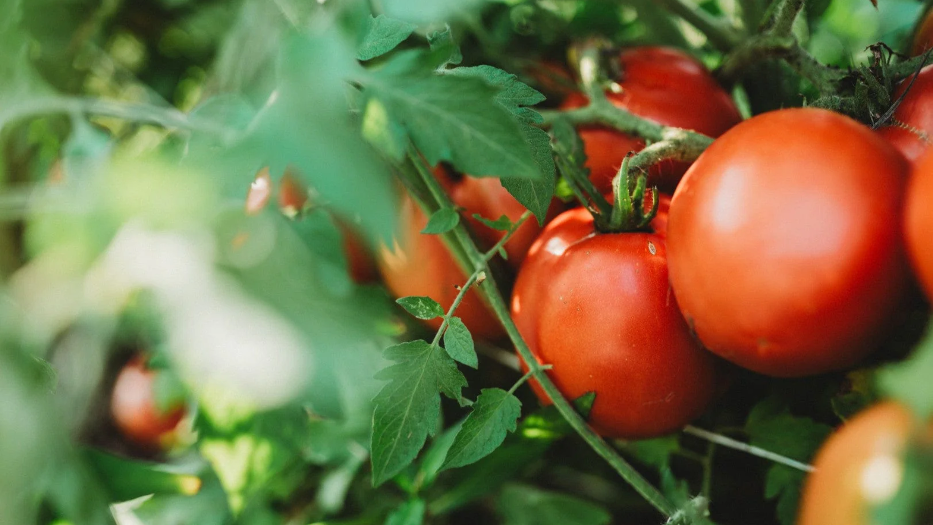 ripe red tomatoes growing on healthy green vines with lush foliage in a garden under natural sunlight