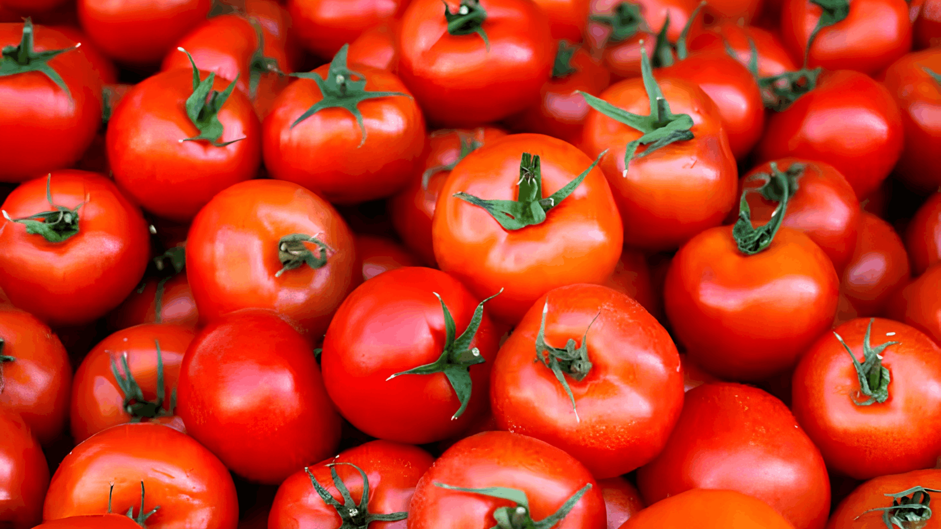 ripe red tomatoes piled together with fresh green stems creating a vibrant display of freshly harvested garden produce