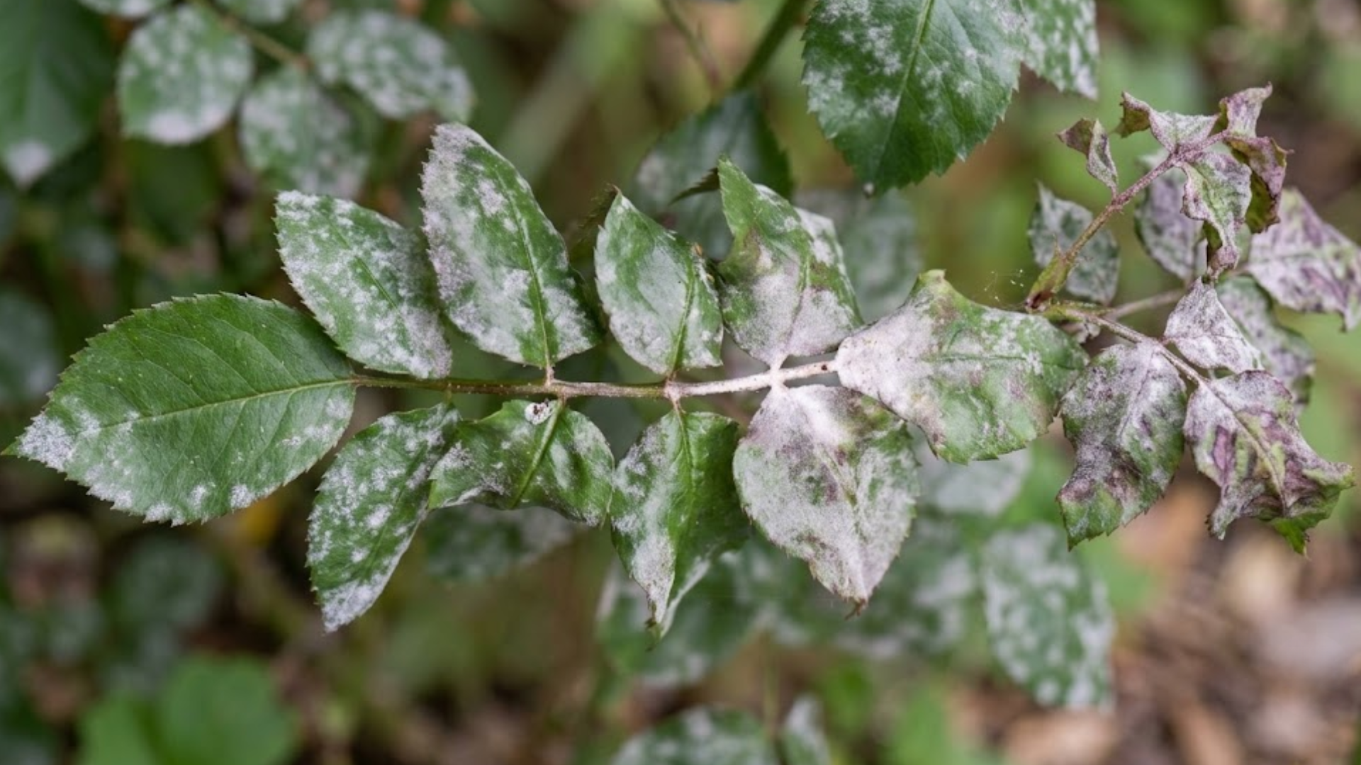 rose stem with green leaves covered in white powdery mildew with several leaves showing curling browning and disease damage