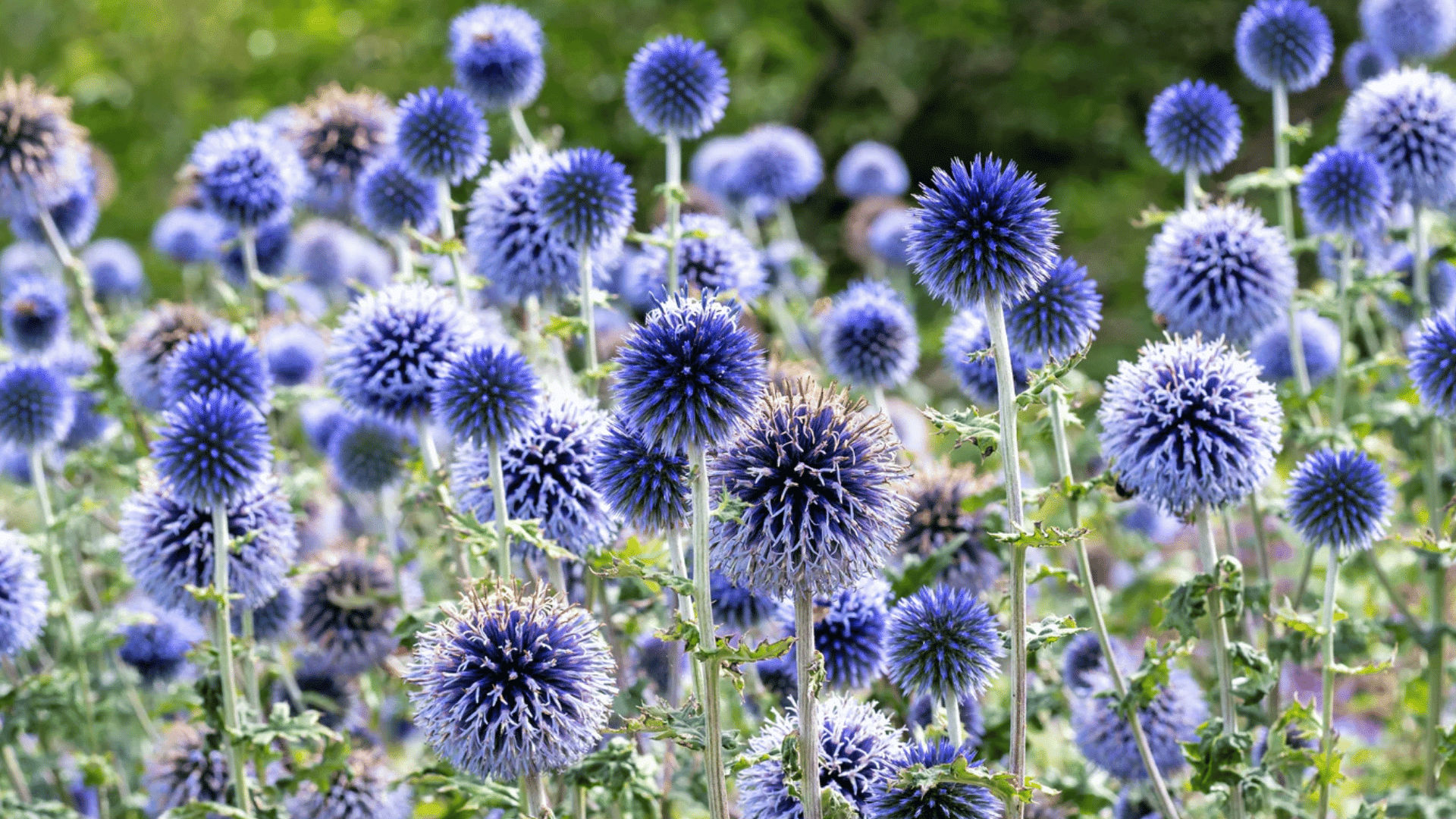 round blue globe thistle flowers blooming on tall stems above spiky green foliage in a lush garden with a softly blurred background