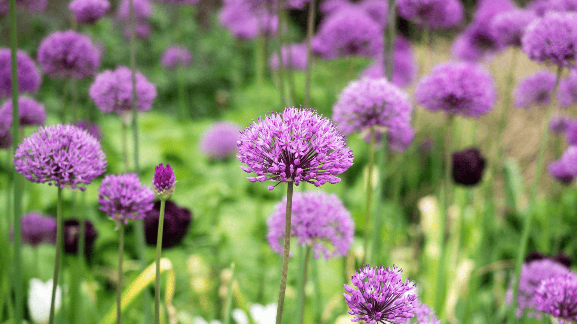 round purple allium flower heads blooming on tall stems throughout a garden with soft green foliage in the background