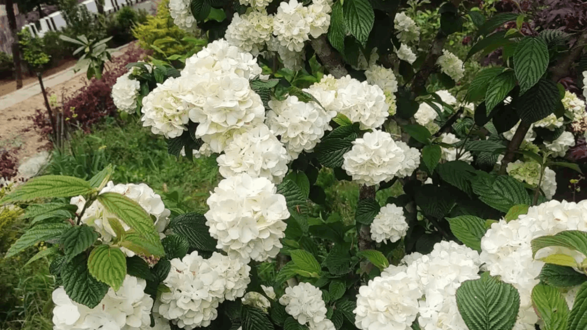 round white snowball viburnum blooms surrounded by green leaves in warm sunlight (1)