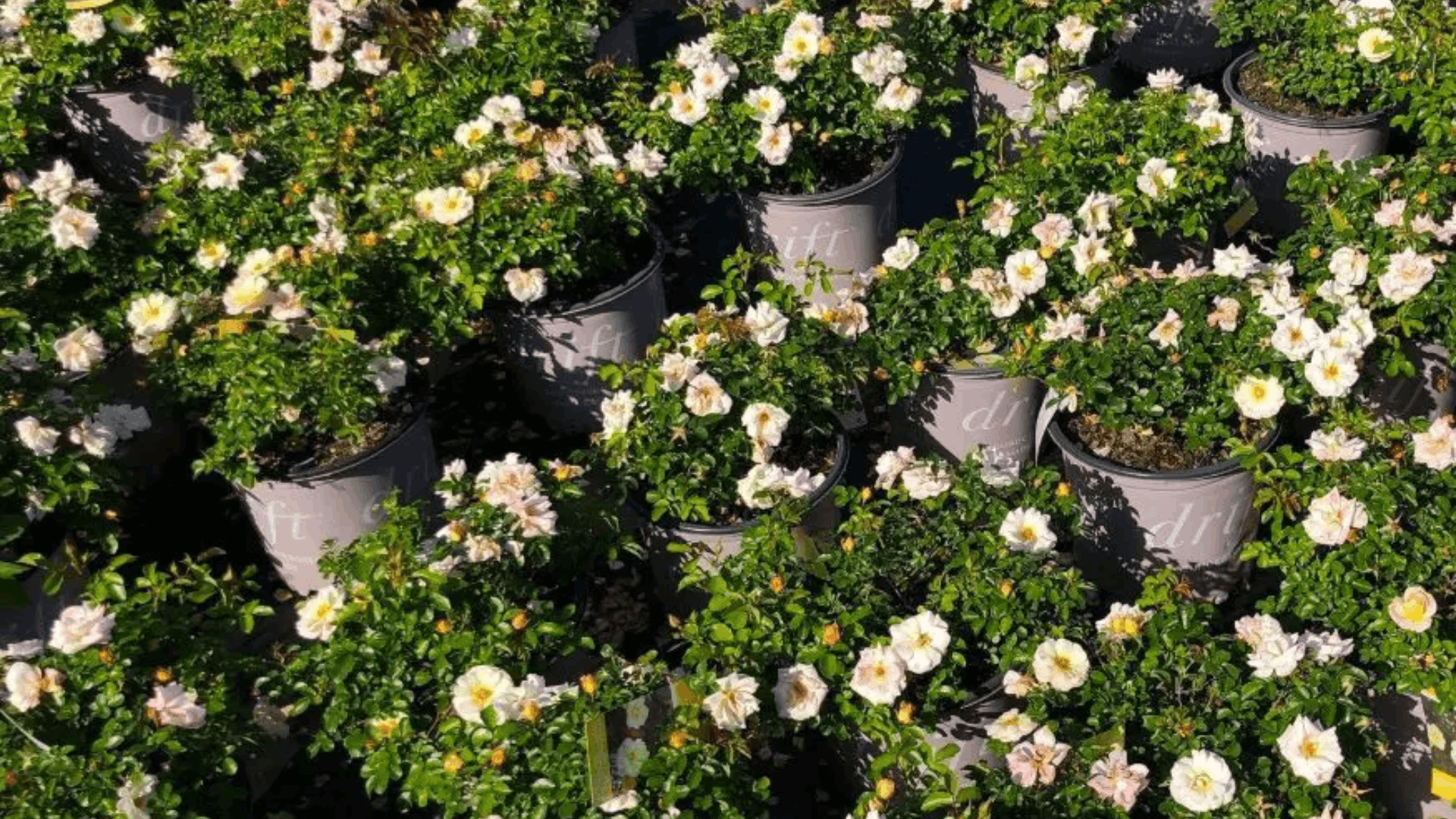 rows of white landscape roses blooming in nursery pots with glossy green foliage arranged neatly in bright sunlight