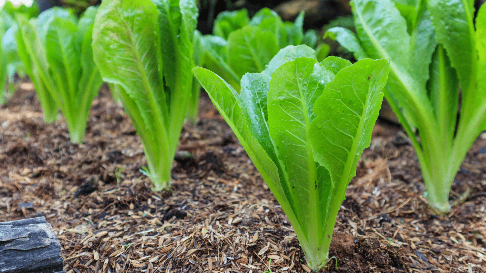 rows of fresh romaine lettuce growing in a mulched garden bed with crisp green leaves thriving in natural outdoor light