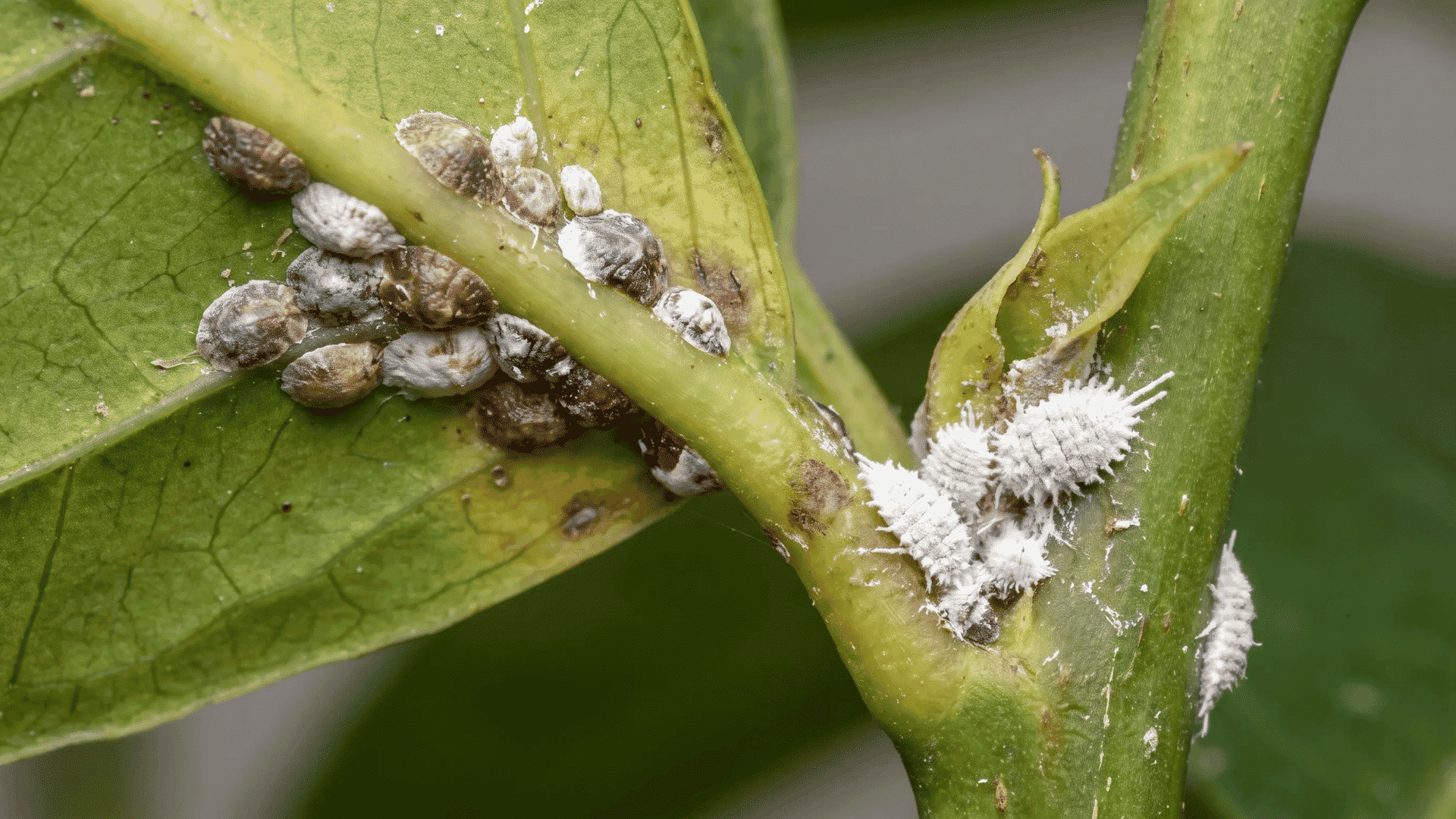 Scale insects on a stem and cotton-like mealybugs gathered around plant joints and leaf bases.