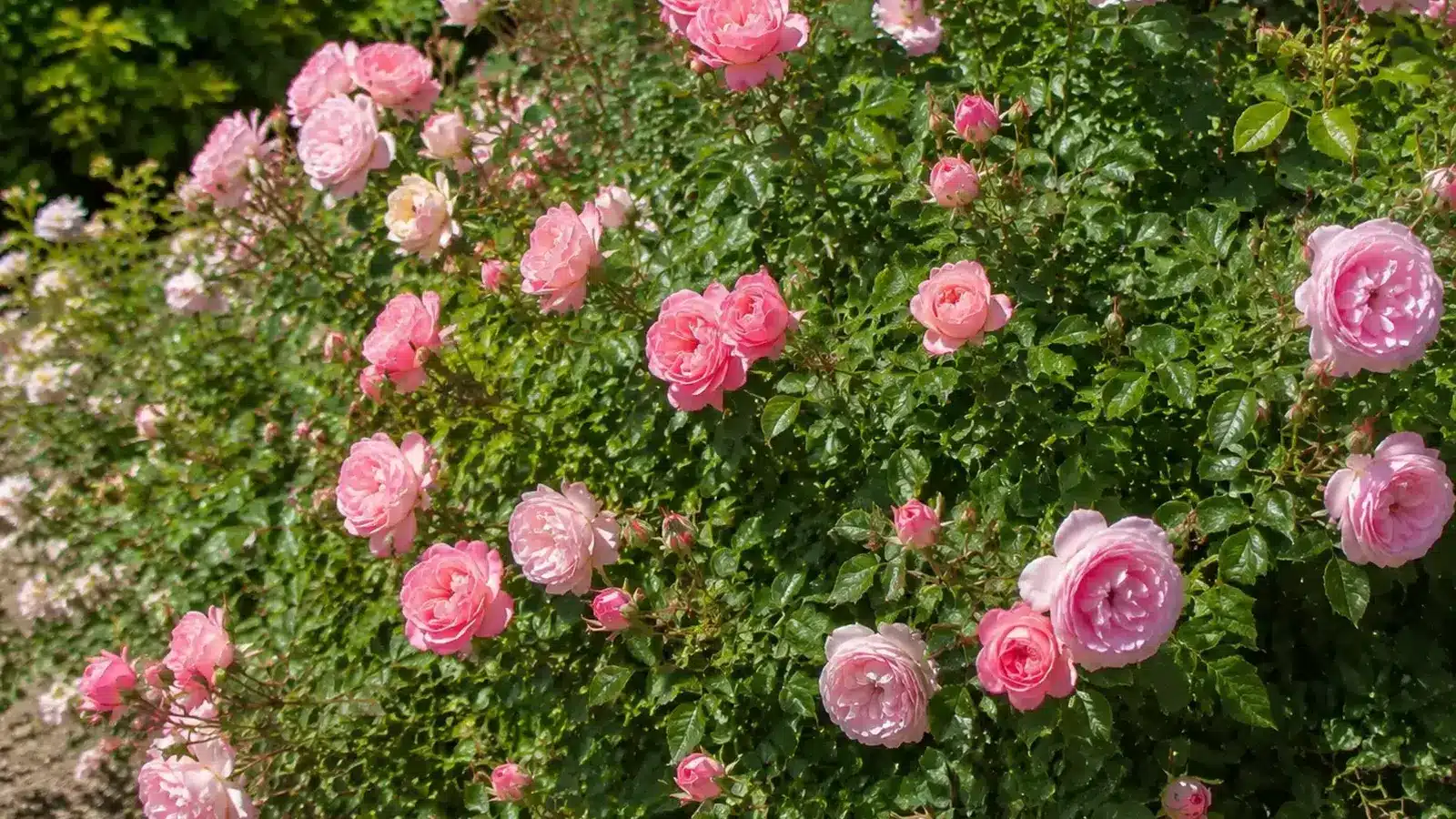 pink shrub roses blooming across dense green foliage in a sunny garden bed