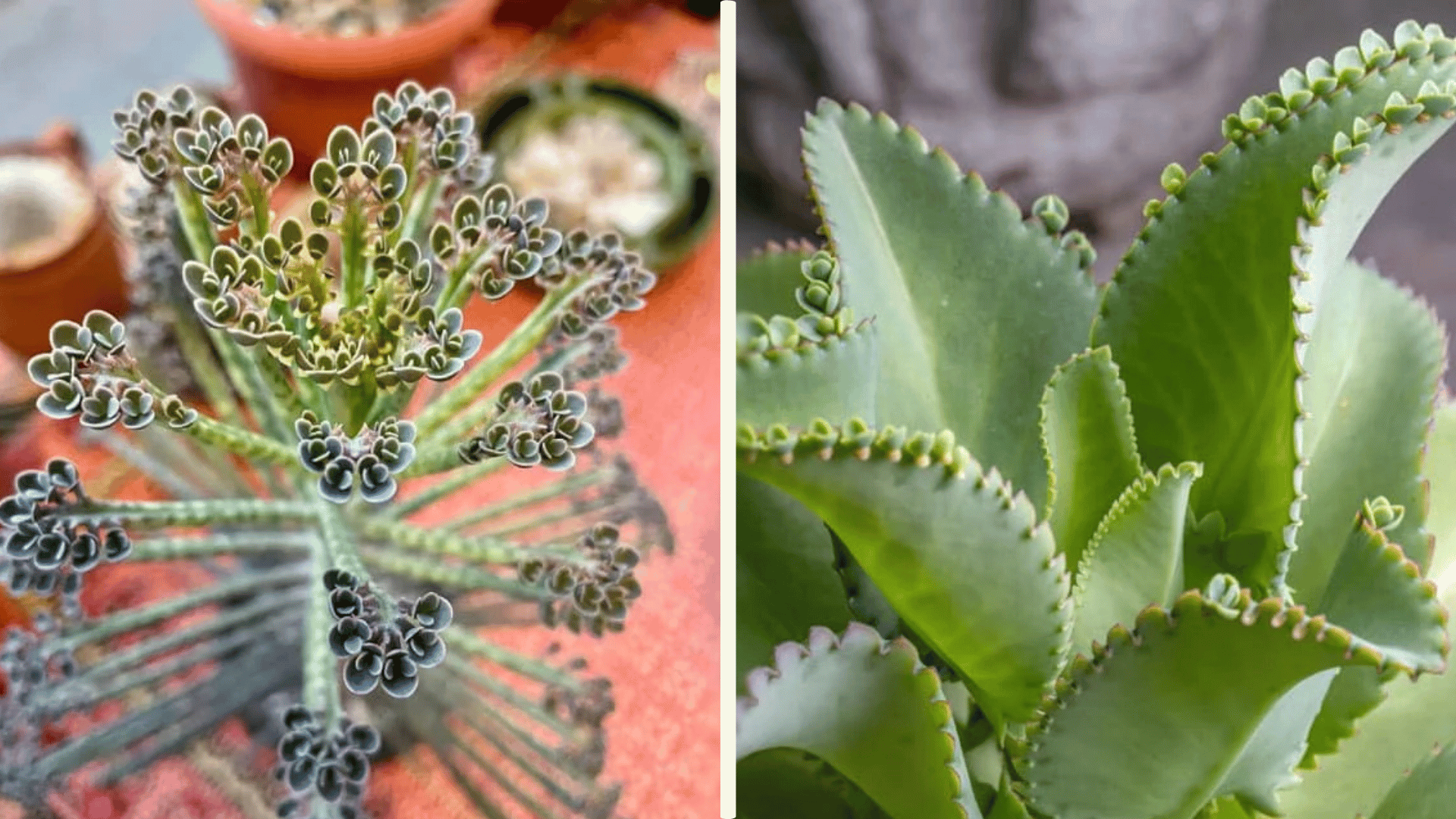 side by side view of mother of millions and mother of thousands succulents showing tiny plantlets growing along leaf