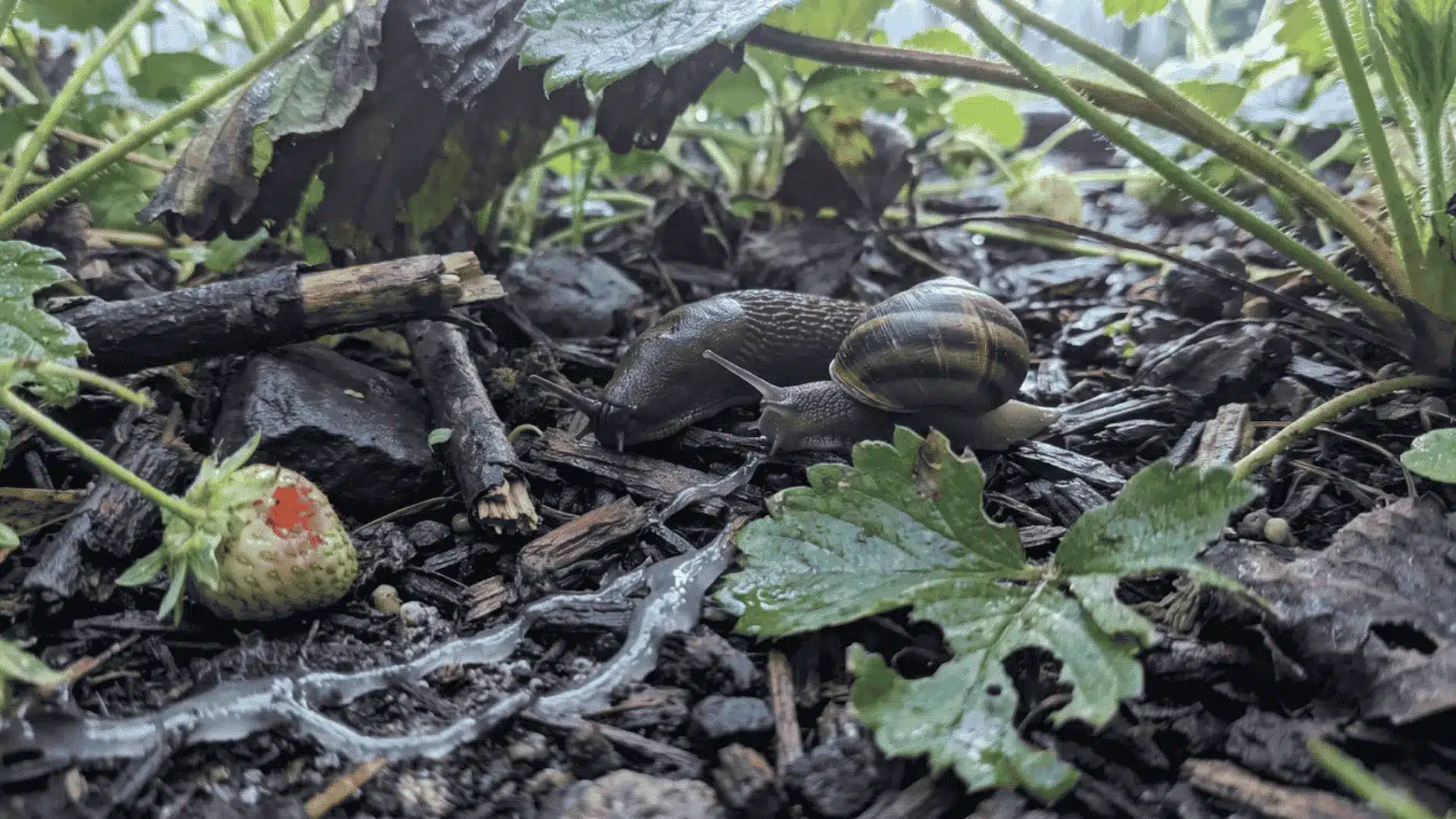 slugs-and-snails