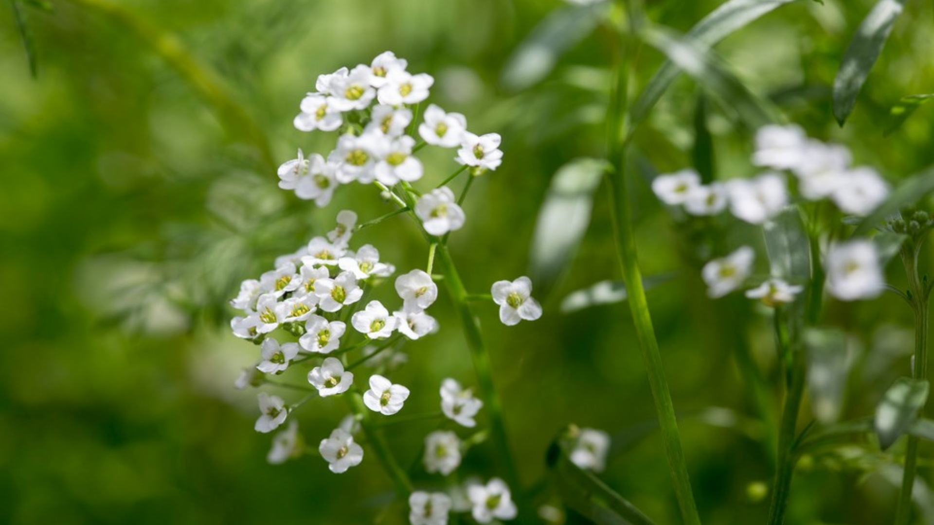 small clusters of white sweet alyssum flowers blooming on slender green stems with soft blurred foliage in the background