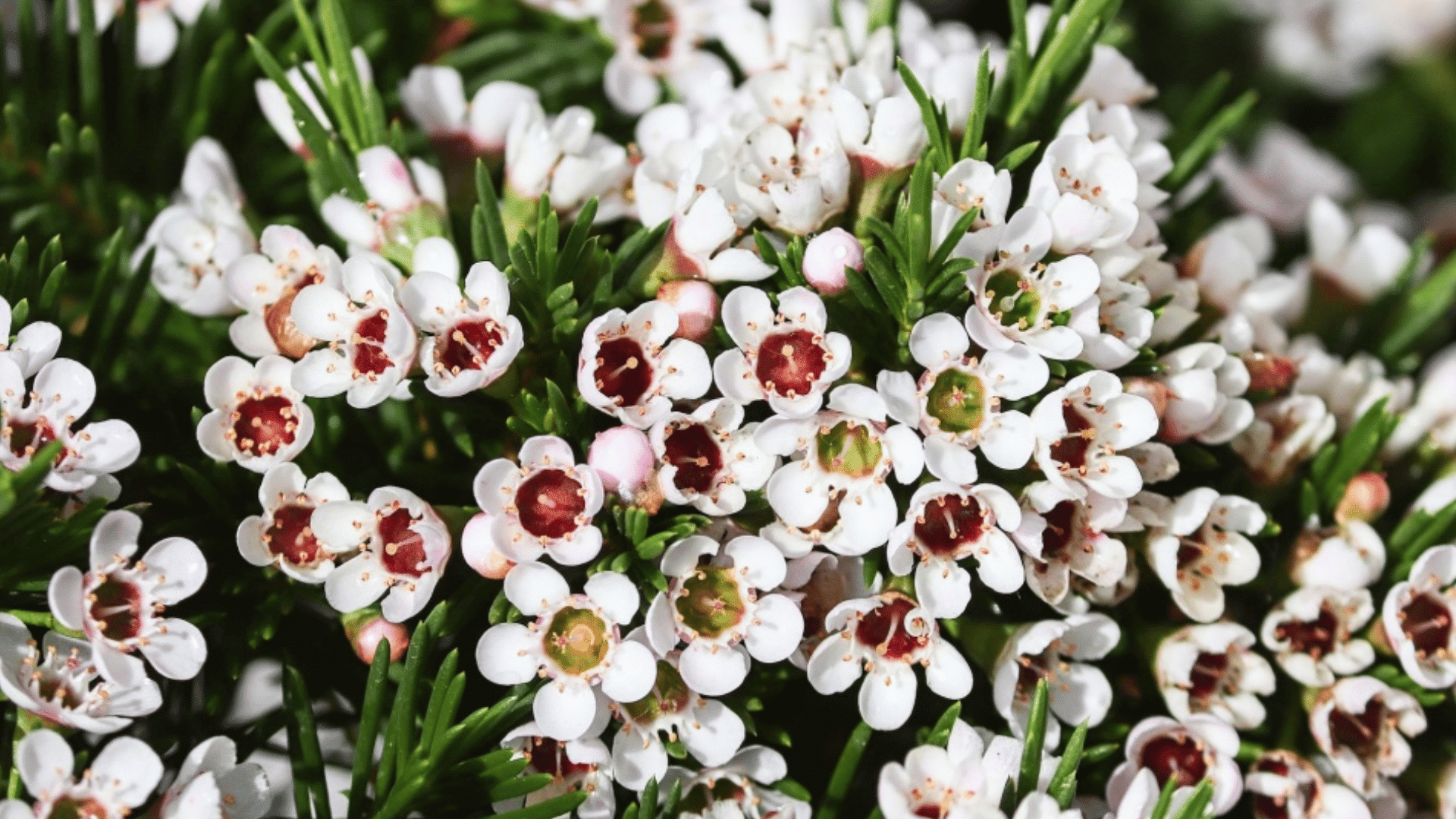 small white wax flowers with deep pink centers blooming densely among slender green needle like leaves on a flowering shrub