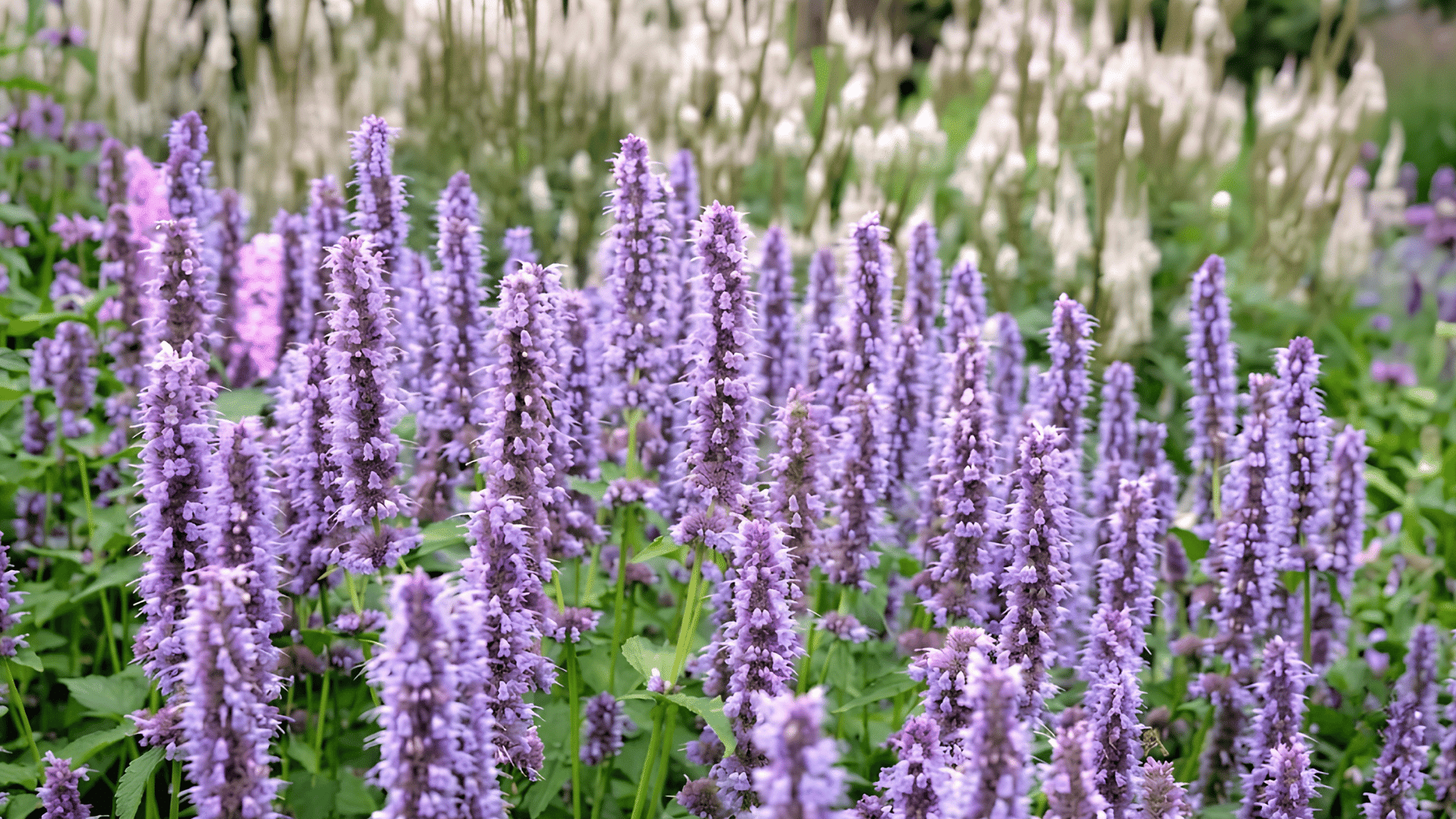 soft lavender agastache flower spikes blooming densely above green foliage in a lush garden with creamy white flowers blurred behind