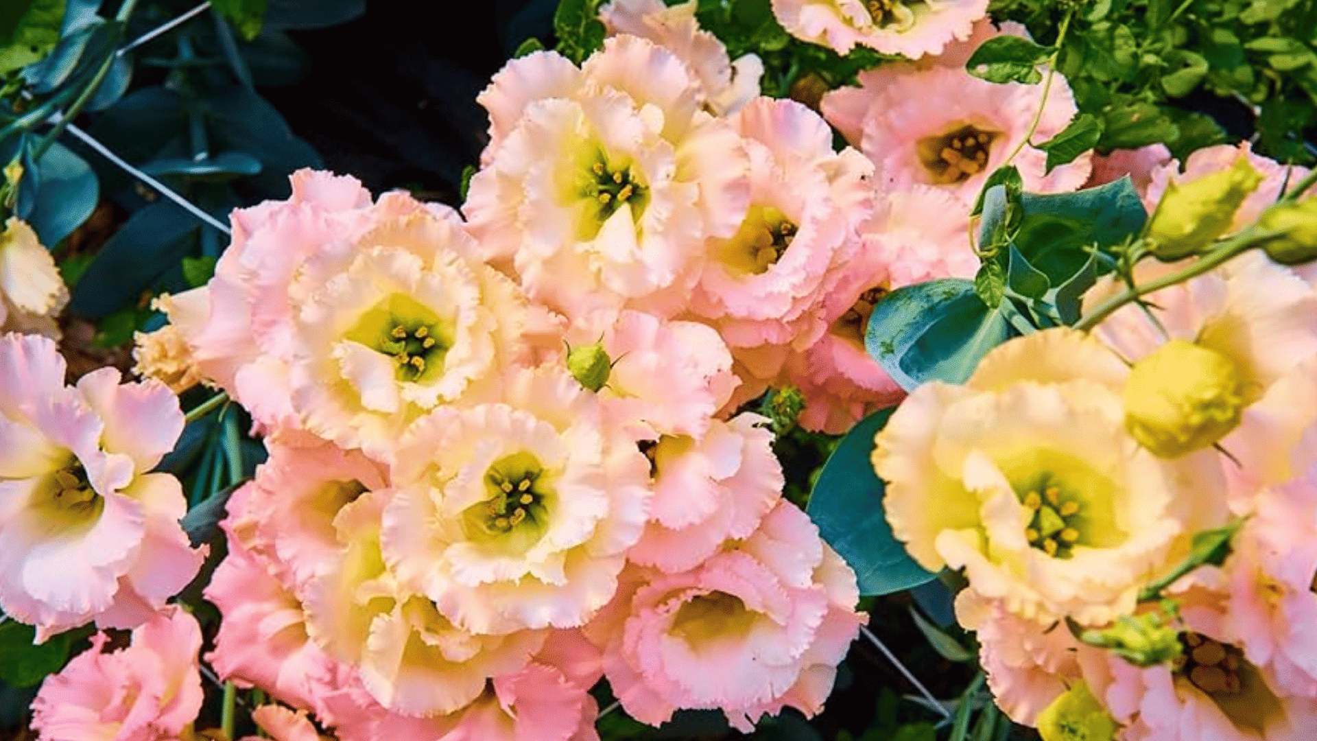 soft pink lisianthus flowers with creamy yellow centers blooming among green leaves and unopened buds in a lush garden display