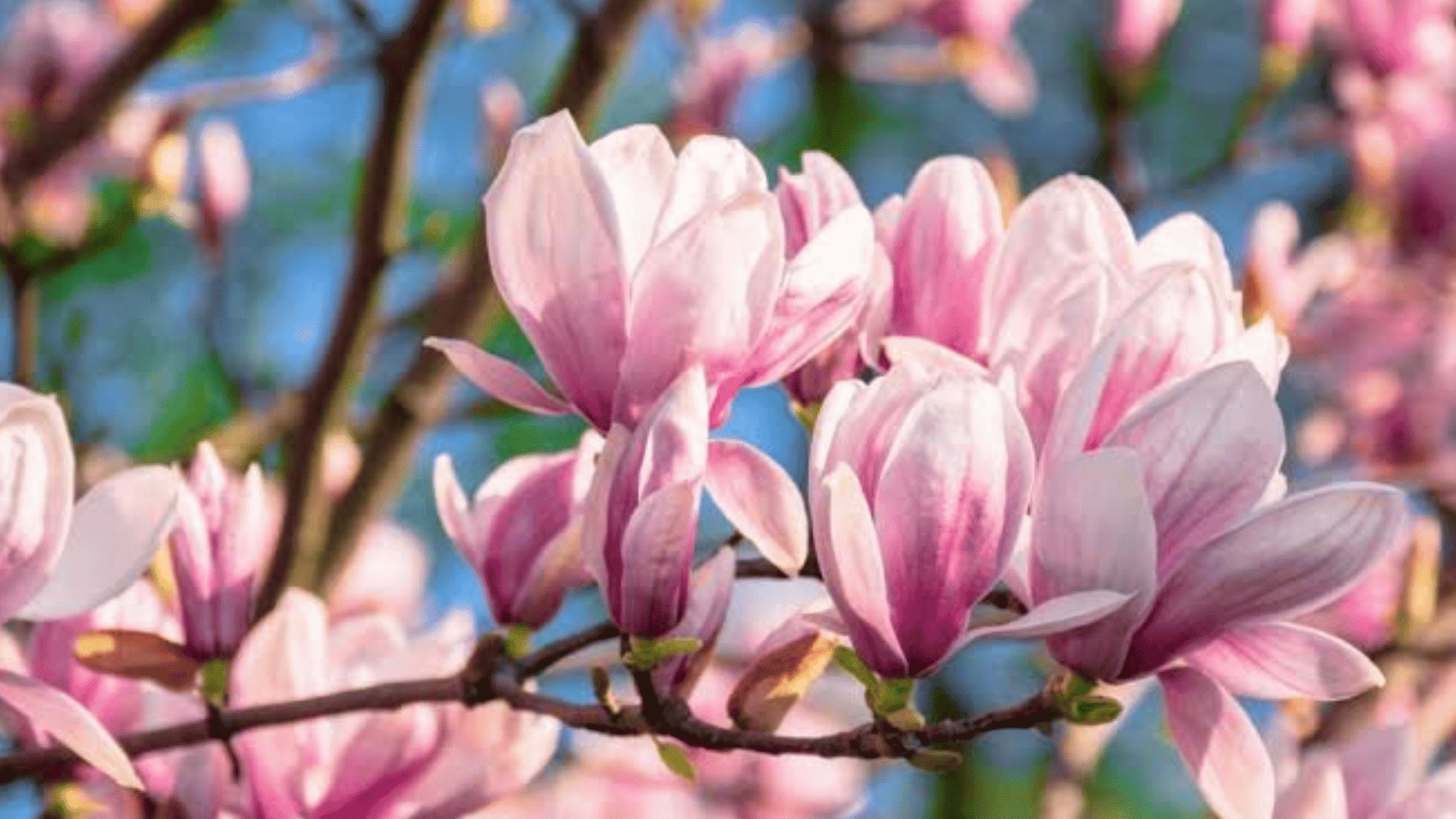 soft pink magnolia flowers blooming on tree branches with delicate petals against a bright blue sky in springtime