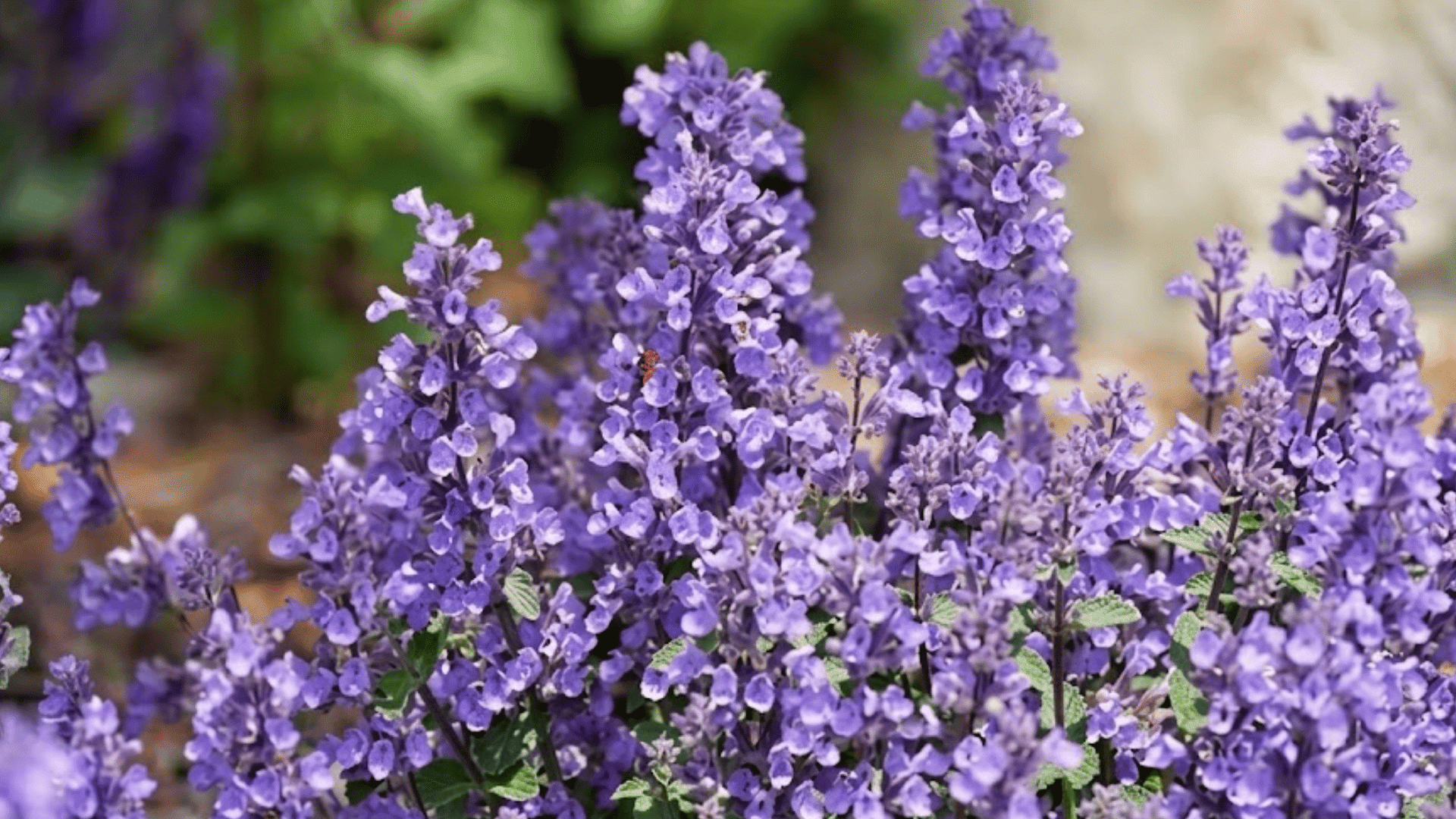 soft purple catmint flowers blooming densely with green leaves creating a colorful garden display against a softly blurred background (3)