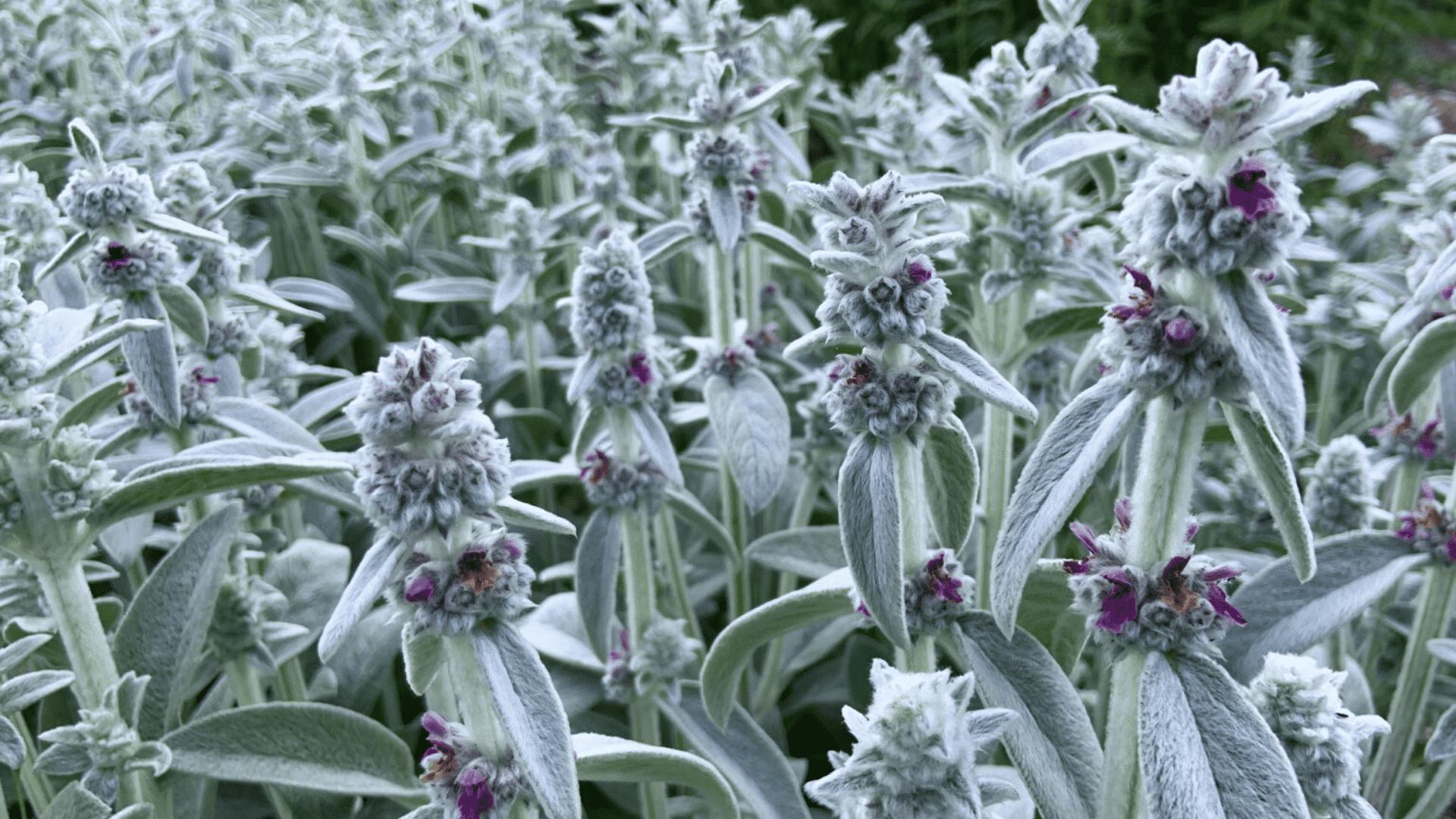 soft silver green lambs ear plants with fuzzy leaves and small purple flowers growing closely together in a garden
