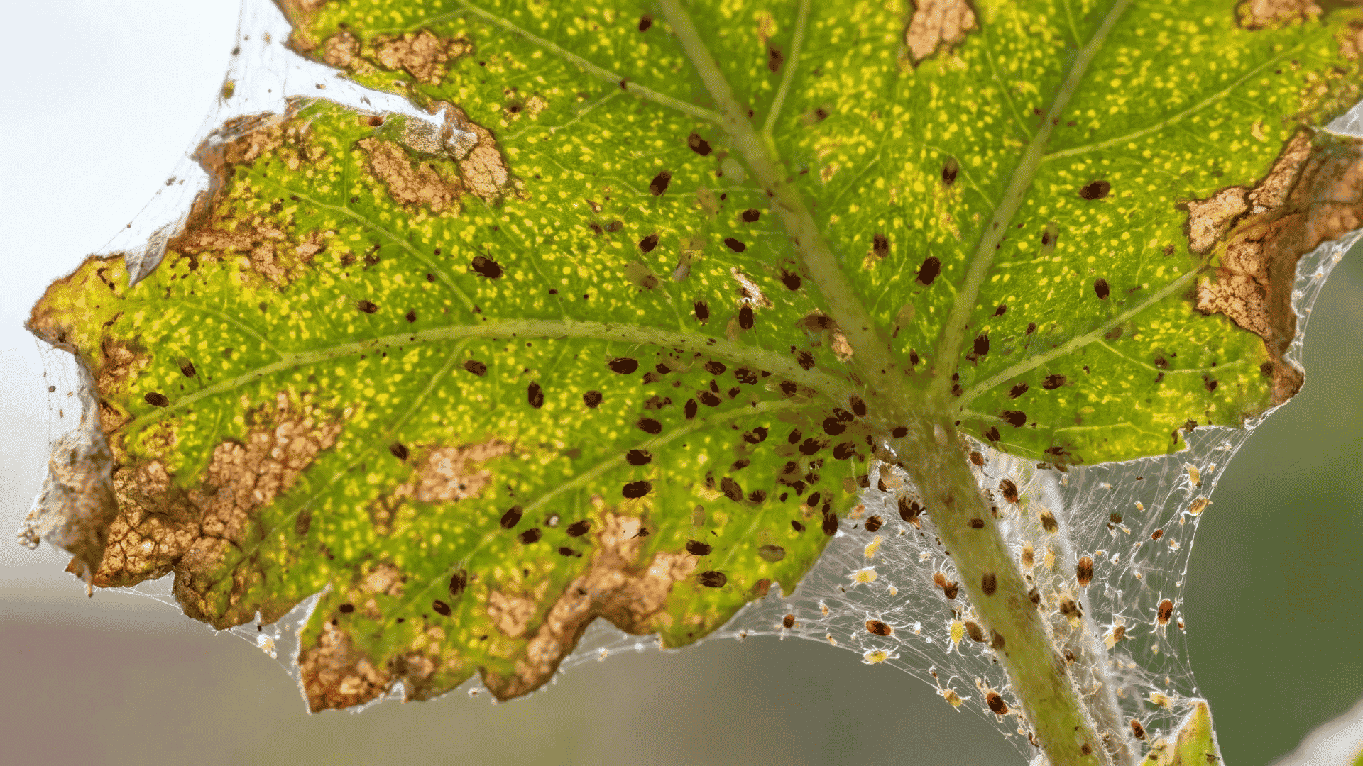 spider-mites