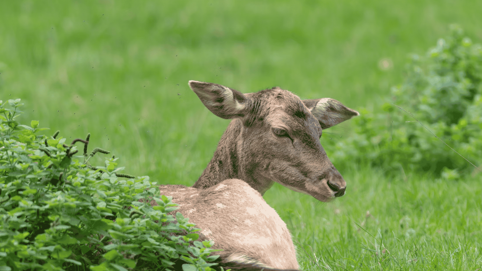 spotted deer resting beside green shrubs in a grassy meadow looking over its shoulder