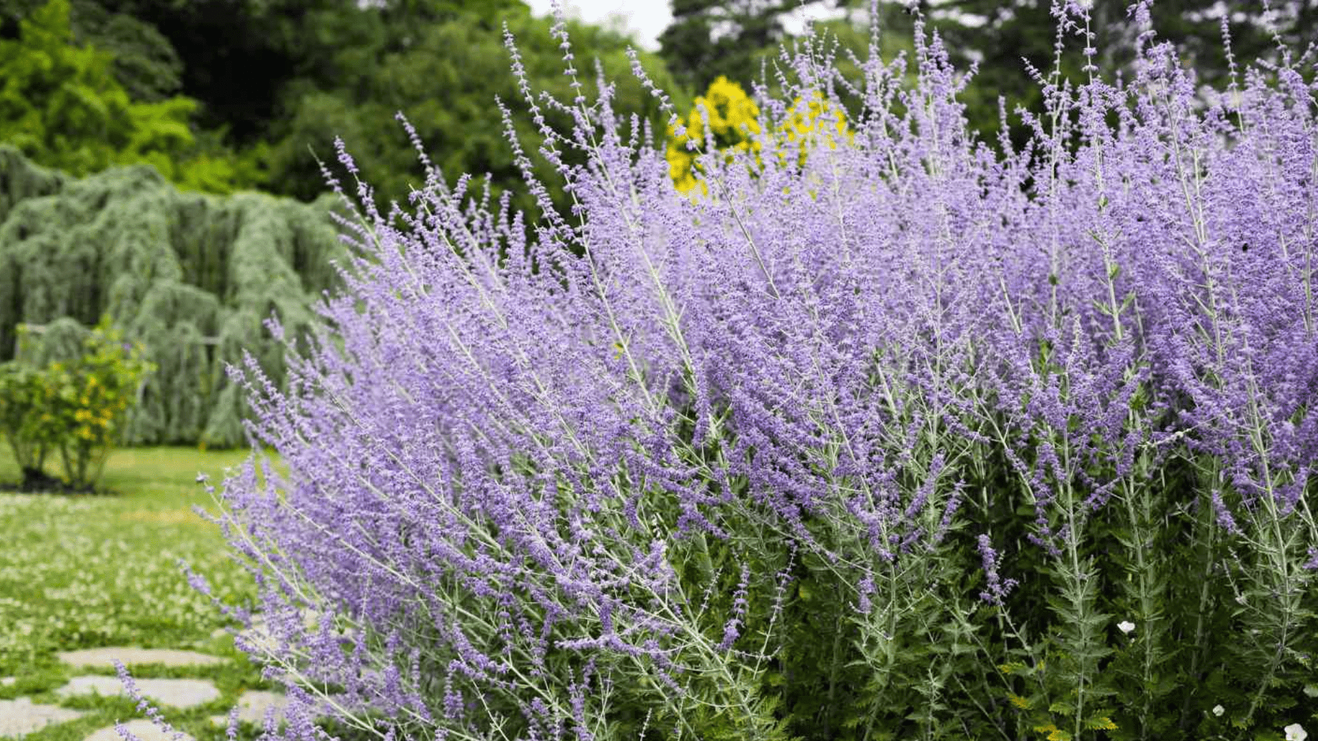 tall pale purple flowering stems growing in a lush garden border with trees shrubs and greenery in the background