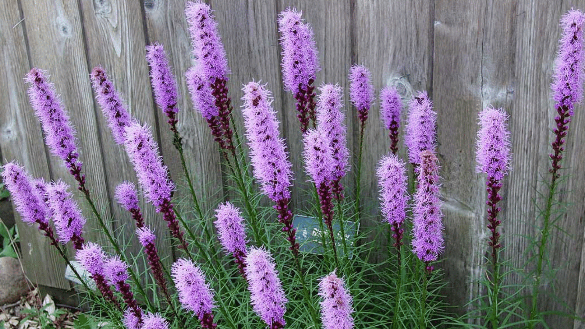 tall pink blazing star flower spikes rising above narrow green foliage growing beside a wooden garden fence