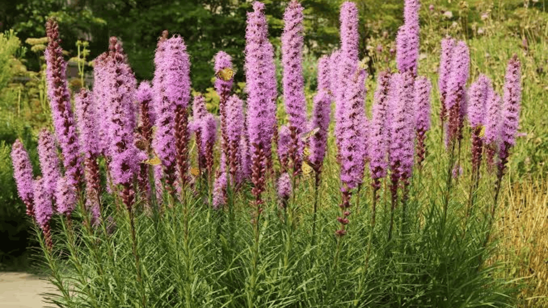 tall purple blazing star flowers blooming on upright spikes above narrow green foliage creating a vibrant pollinator friendly garden display (1)