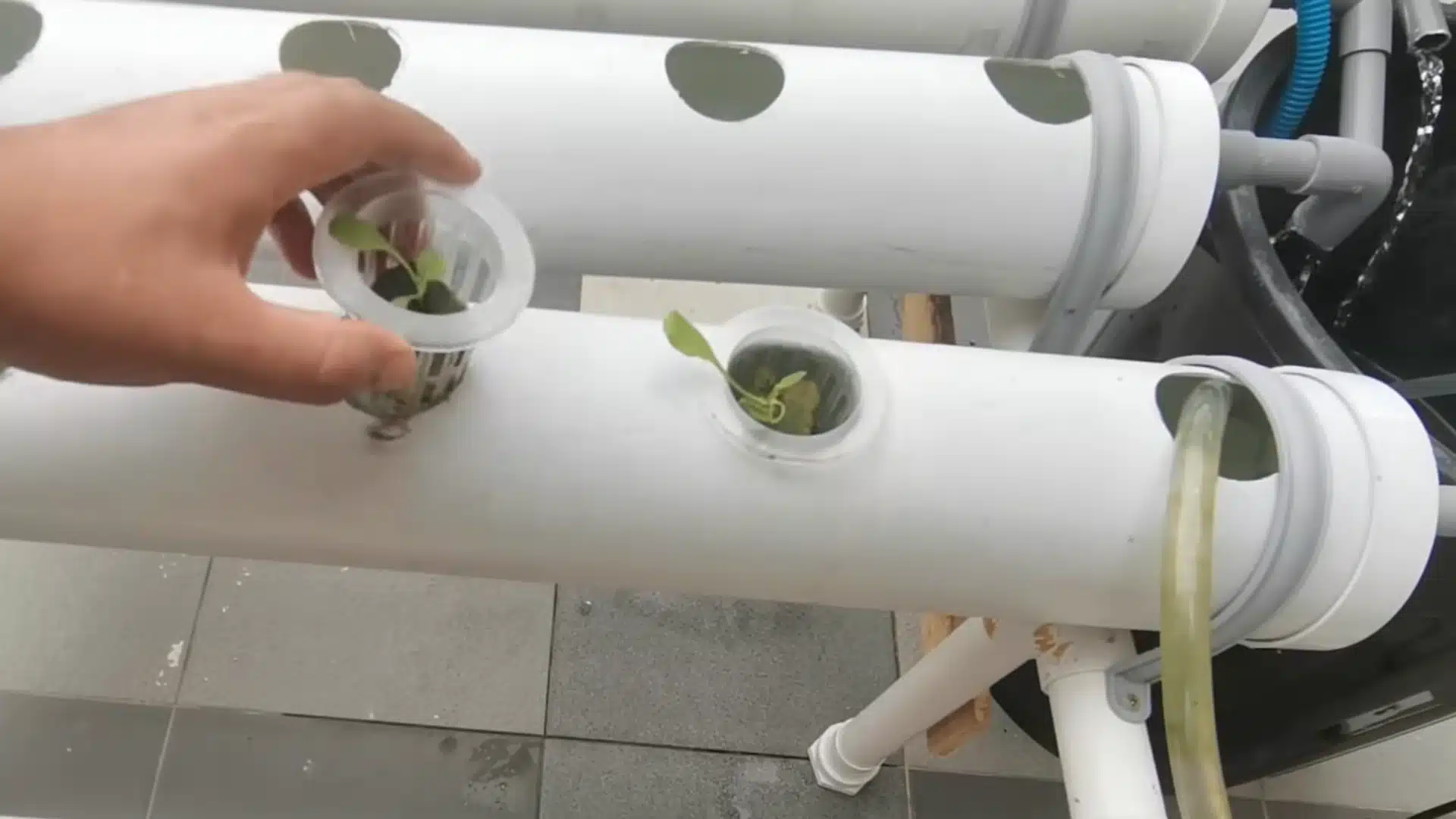 white pvc hydroponic system pipe with blue hoses connected for water circulation and nutrient flow setup