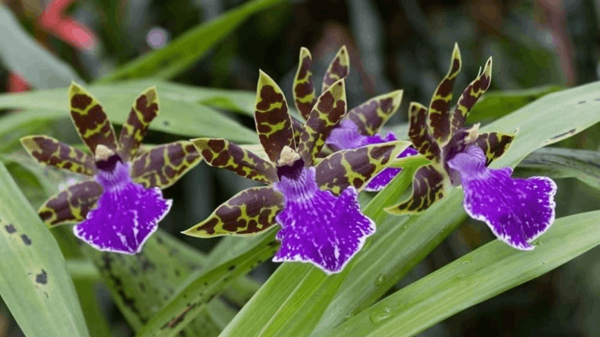 three patterned orchids with purple lips and brown green striped petals blooming among long green leaves in a lush garden setting