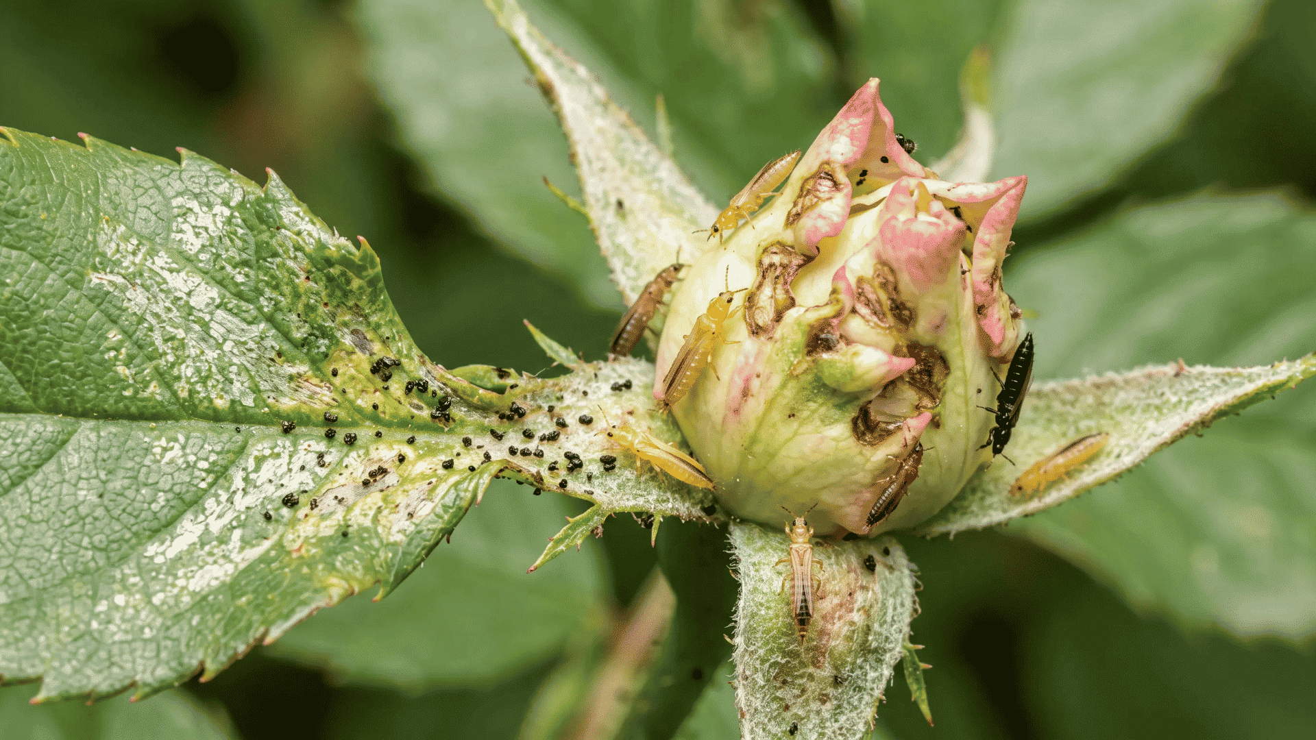 Narrow thrips on a damaged flower bud with silvery leaf streaks, scarred petals, and dark specks.