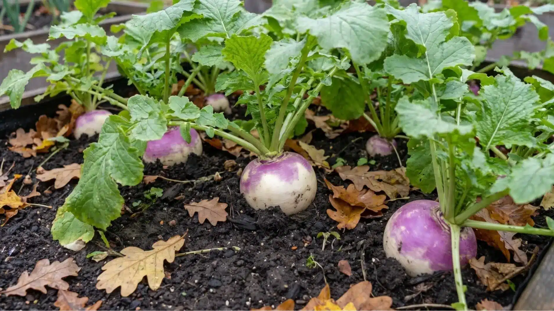 Turnips growing with green leaves in a fall garden