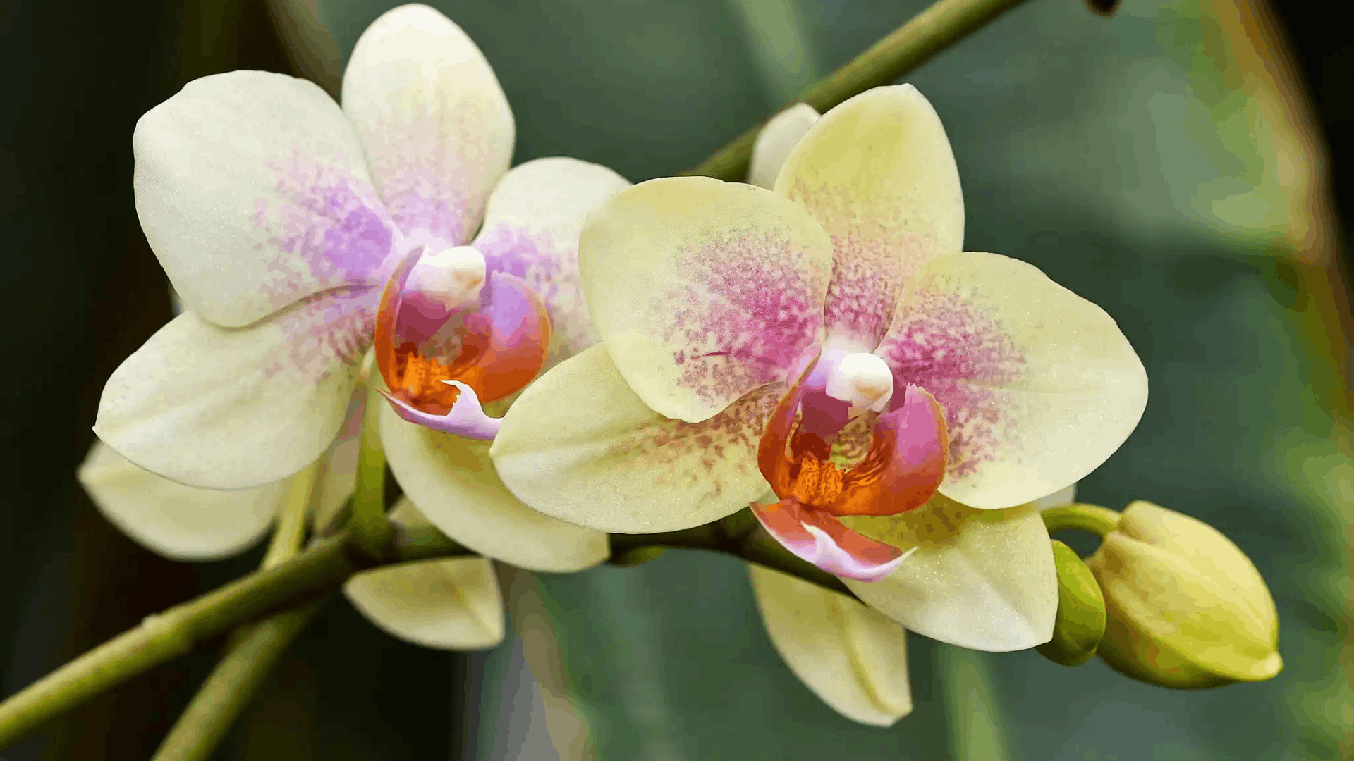 two pale yellow orchids with soft pink centers blooming on a green stem beside an unopened bud against a blurred leafy background