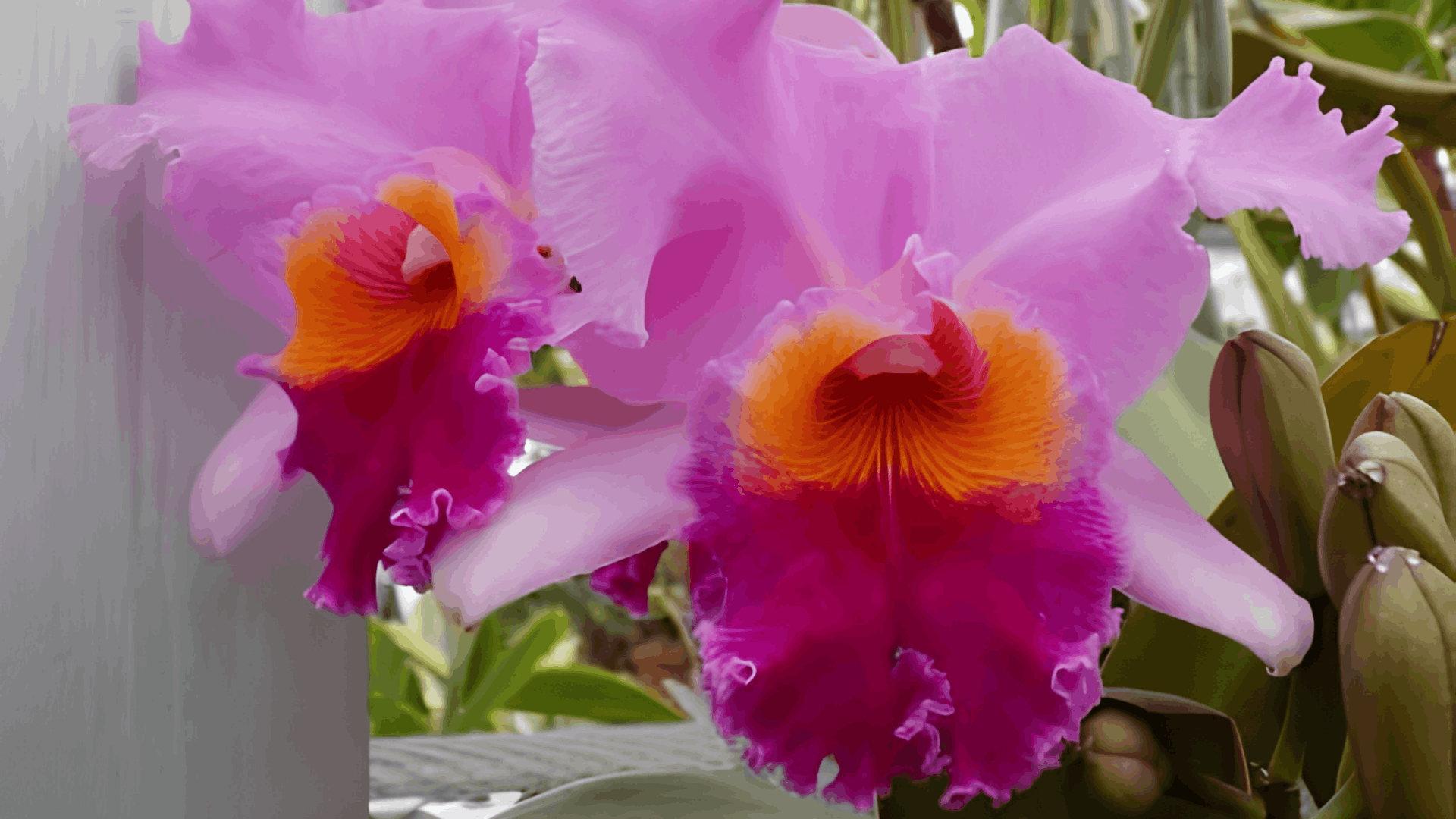 two pink cattleya orchid flowers with ruffled petals and bright orange purple centers blooming beside unopened buds on green stems (1) (1)