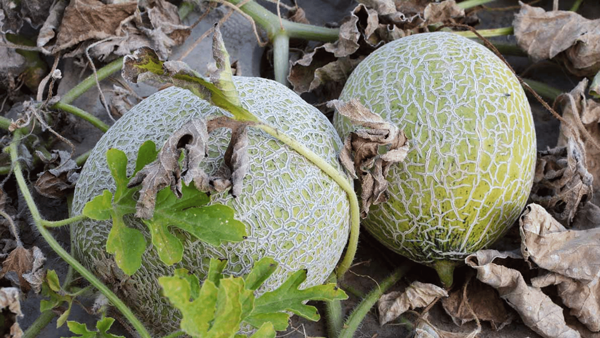 two ripe cantaloupes growing on the ground among green vines and dried leaves in a garden setting
