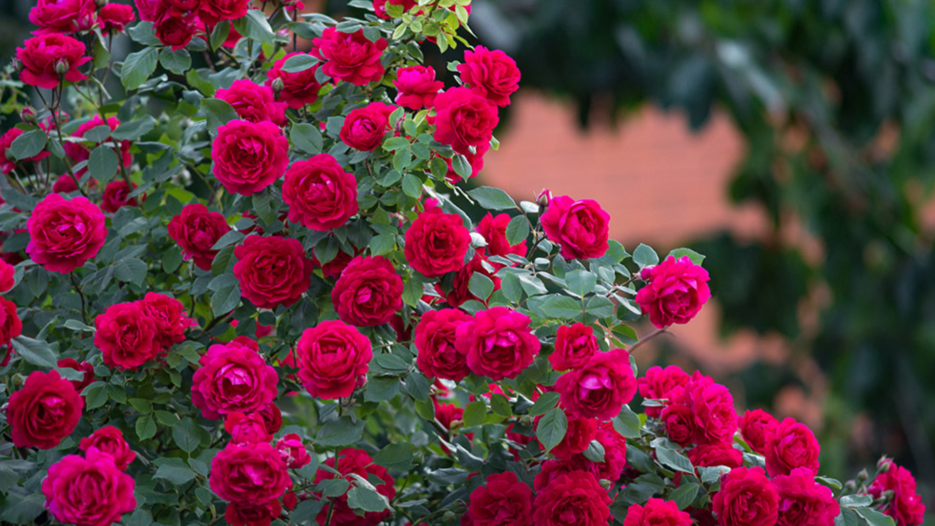 vibrant deep pink roses blooming abundantly on leafy garden bushes with lush green foliage in a landscaped outdoor setting