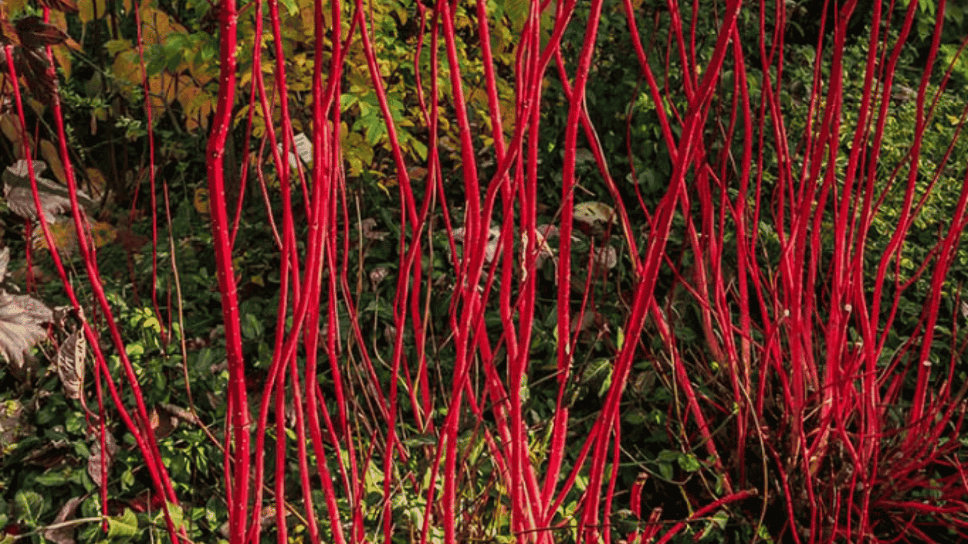 vibrant red stems rising from a shrub with colorful garden foliage in the background