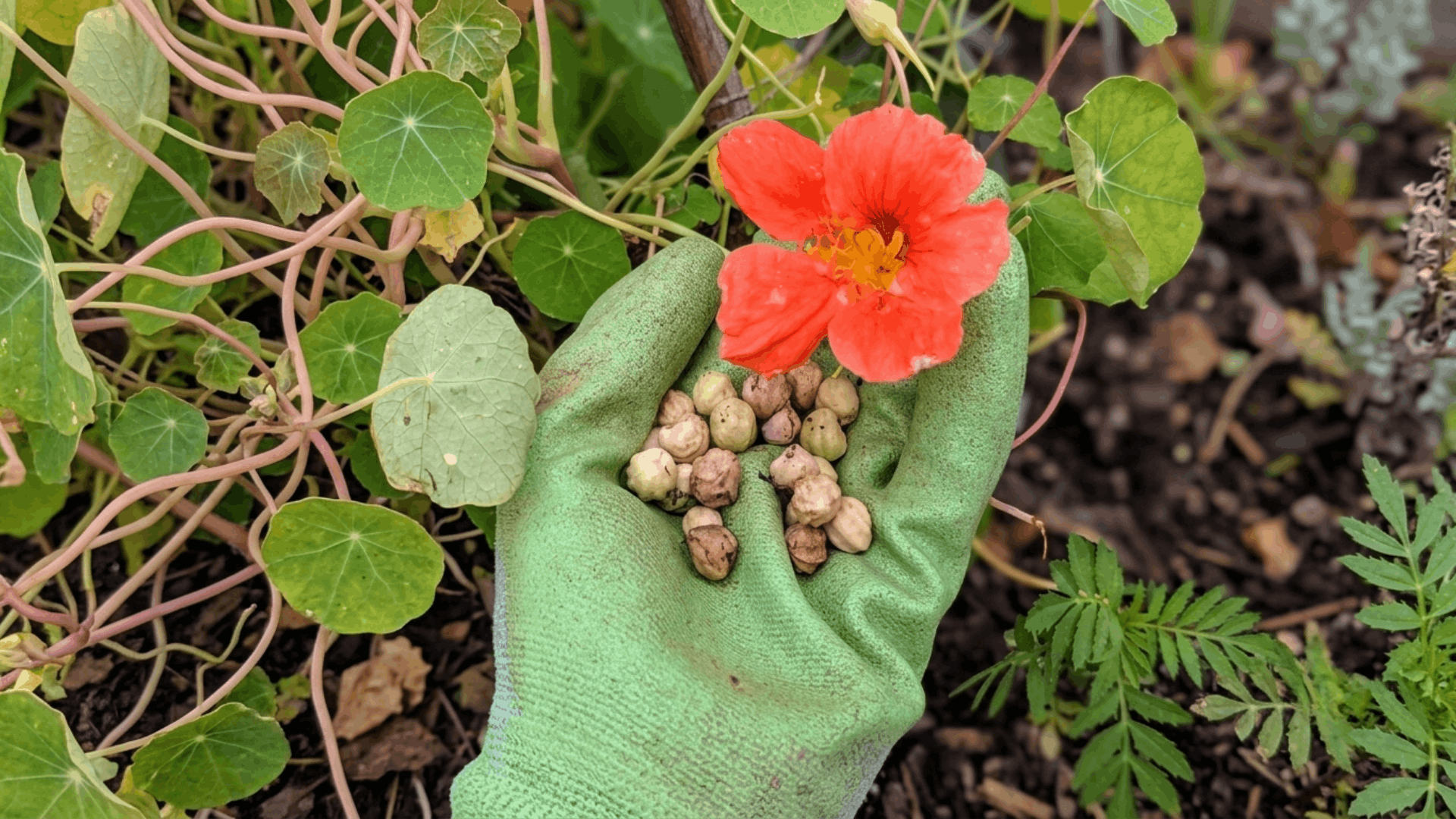 when to plant nasturtium seeds in warm soil after the last frost for healthy germination and colorful blooms