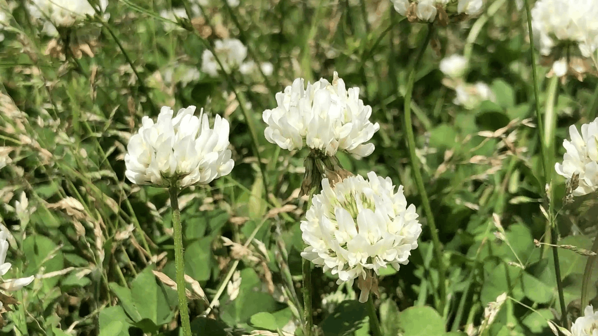 white clover flowers blooming above lush green leaves in a sunny meadow creating a natural ground cover that attracts beneficial pollinators (1)
