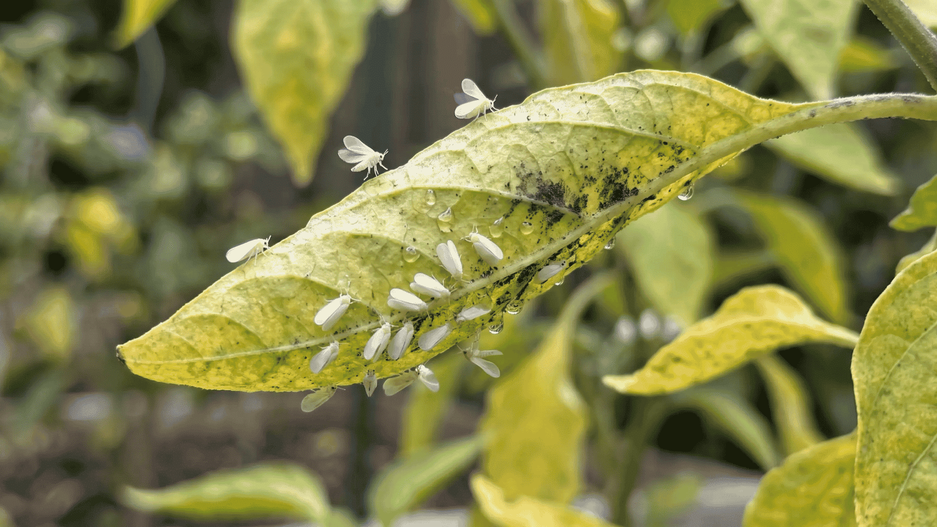 Whiteflies resting and flying beneath a yellowing leaf with honeydew and black sooty mold.