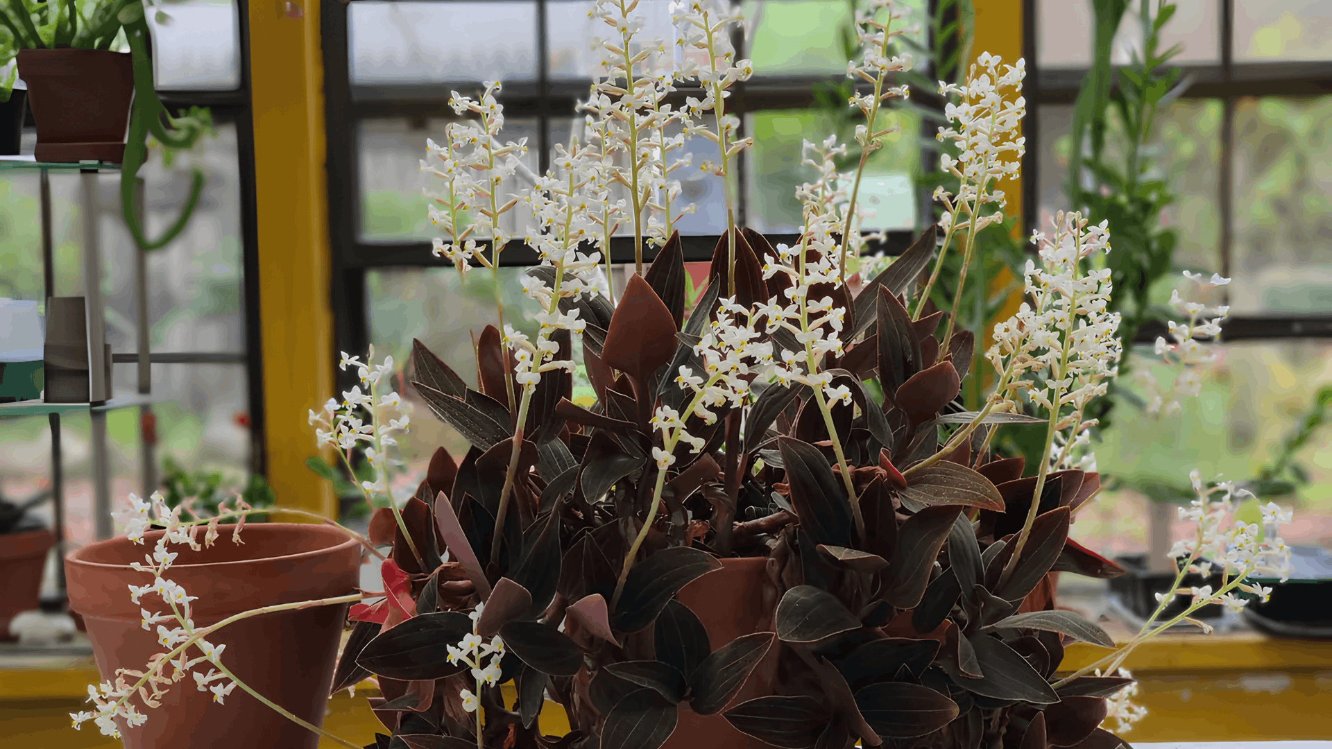 white flower spikes blooming above dark striped leaves in potted jewel orchids displayed on a greenhouse table near bright windows