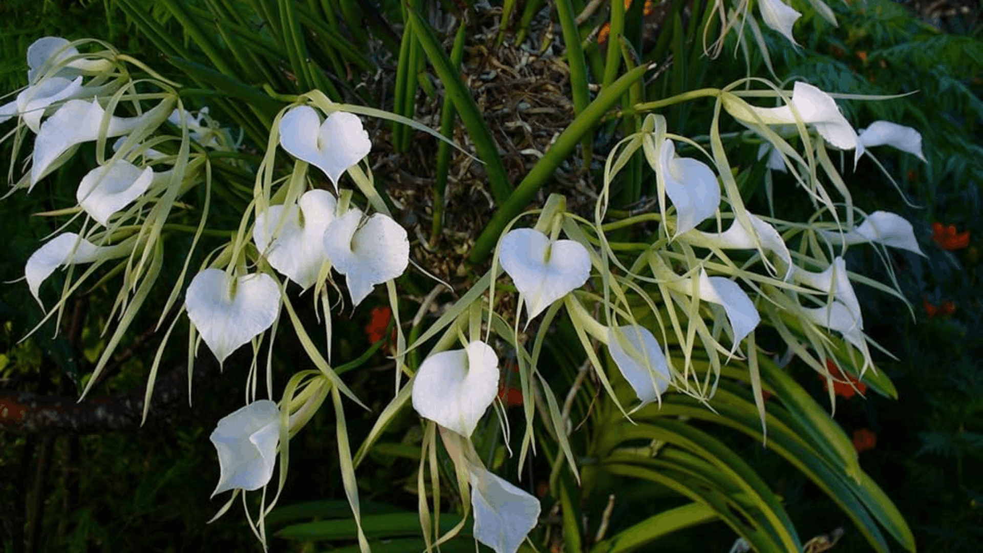 white orchid flowers with long slender petals hanging from lush green foliage on a tropical plant growing outdoors
