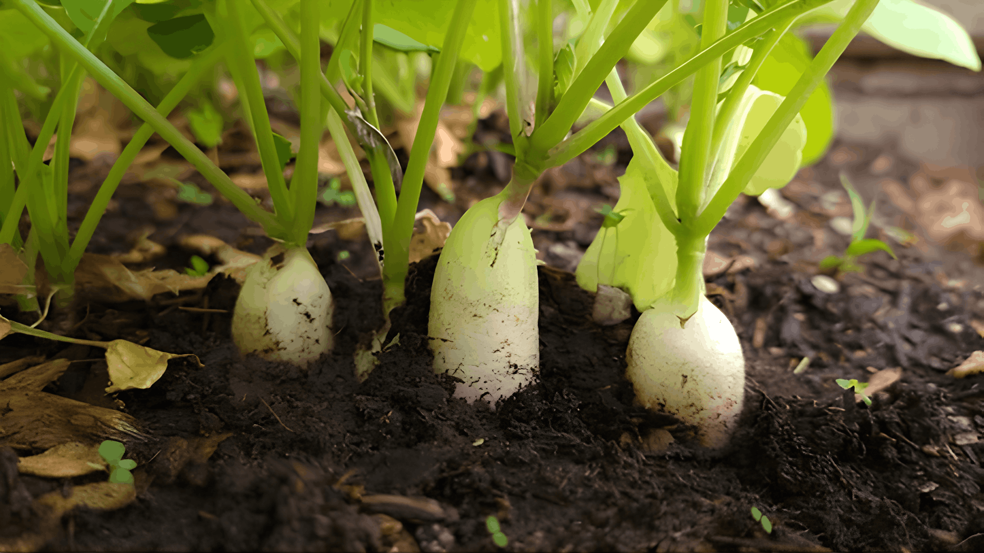 white radishes growing partially above dark soil with green leafy tops in a vegetable garden ready for harvest