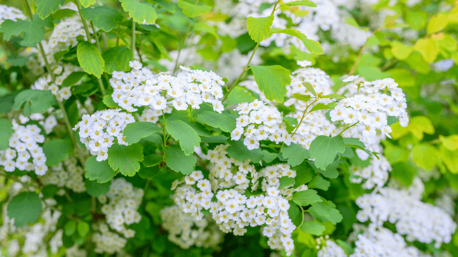 white sweet alyssum flowers blooming on green plants with clusters of small blossoms in a garden setting