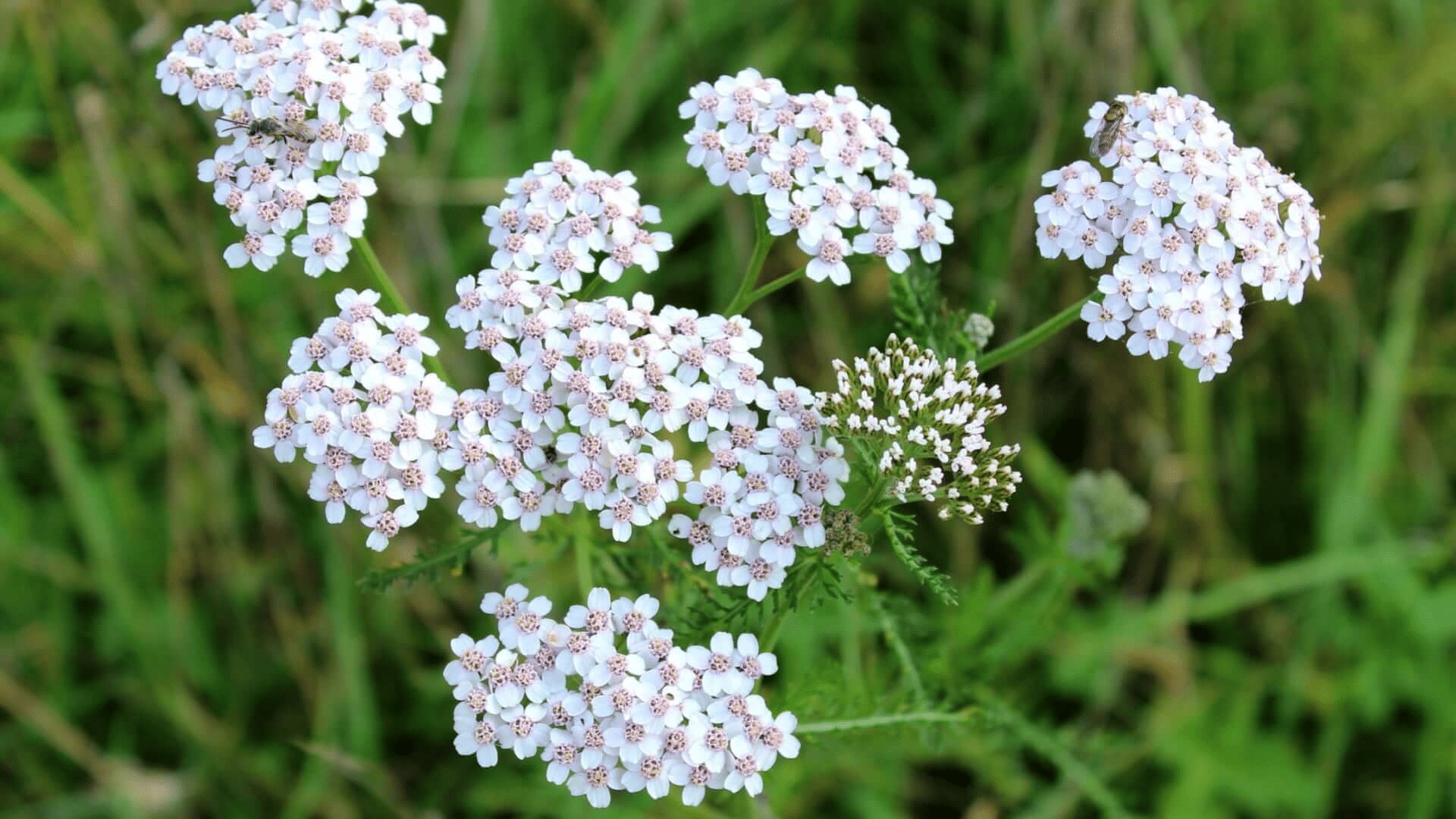 white yarrow flower clusters blooming above feathery green foliage with small pollinating insects resting on the delicate blossoms