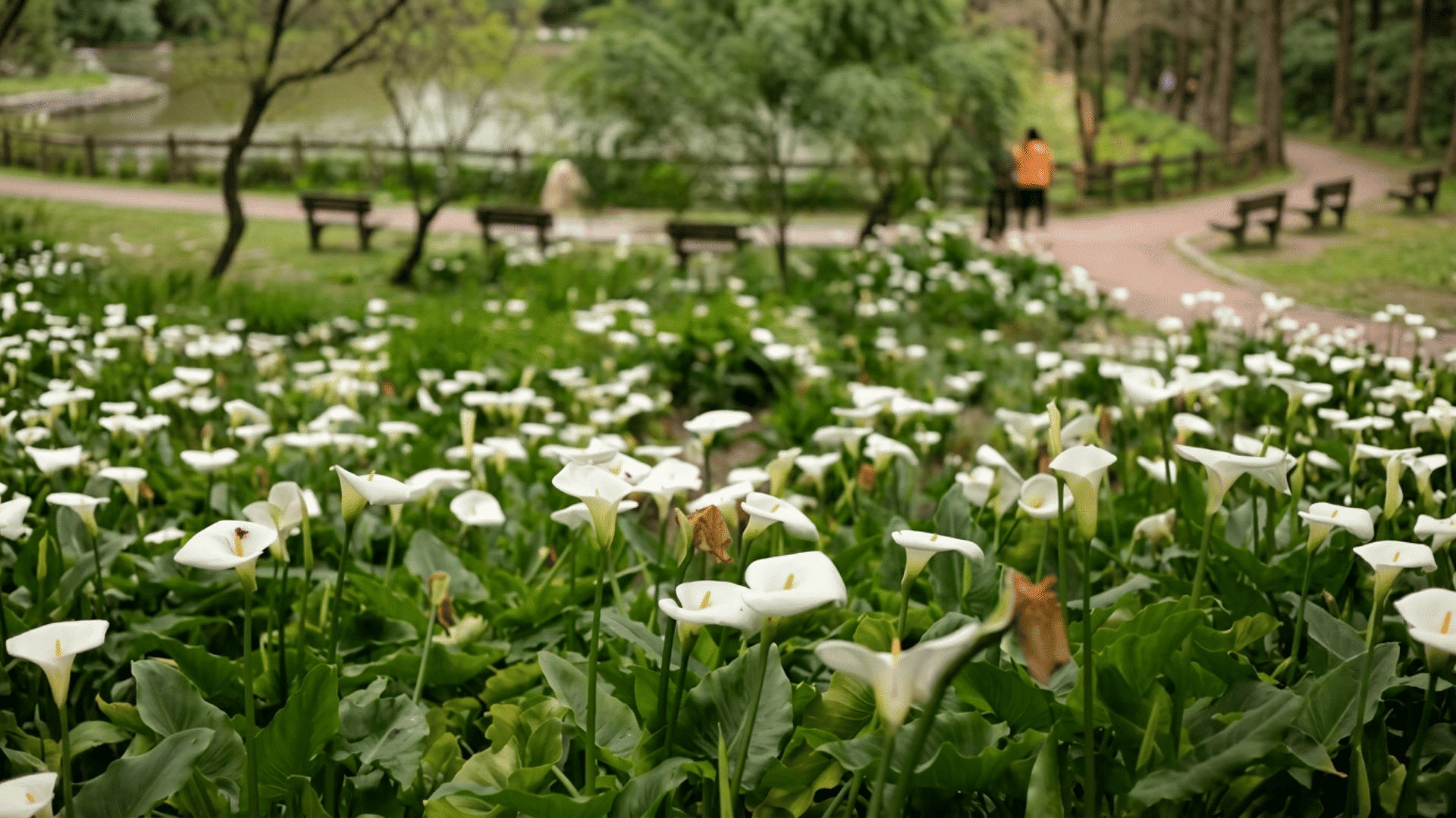 white calla lilies blooming across a garden beside a park path and pond