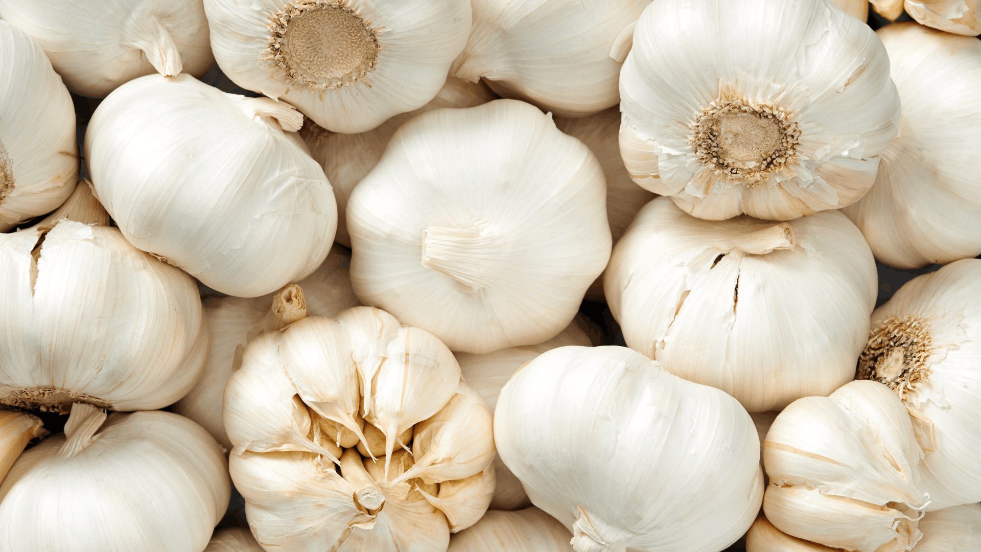 whole garlic bulbs with white papery skins displayed as natural eggplant companion plants for pest control