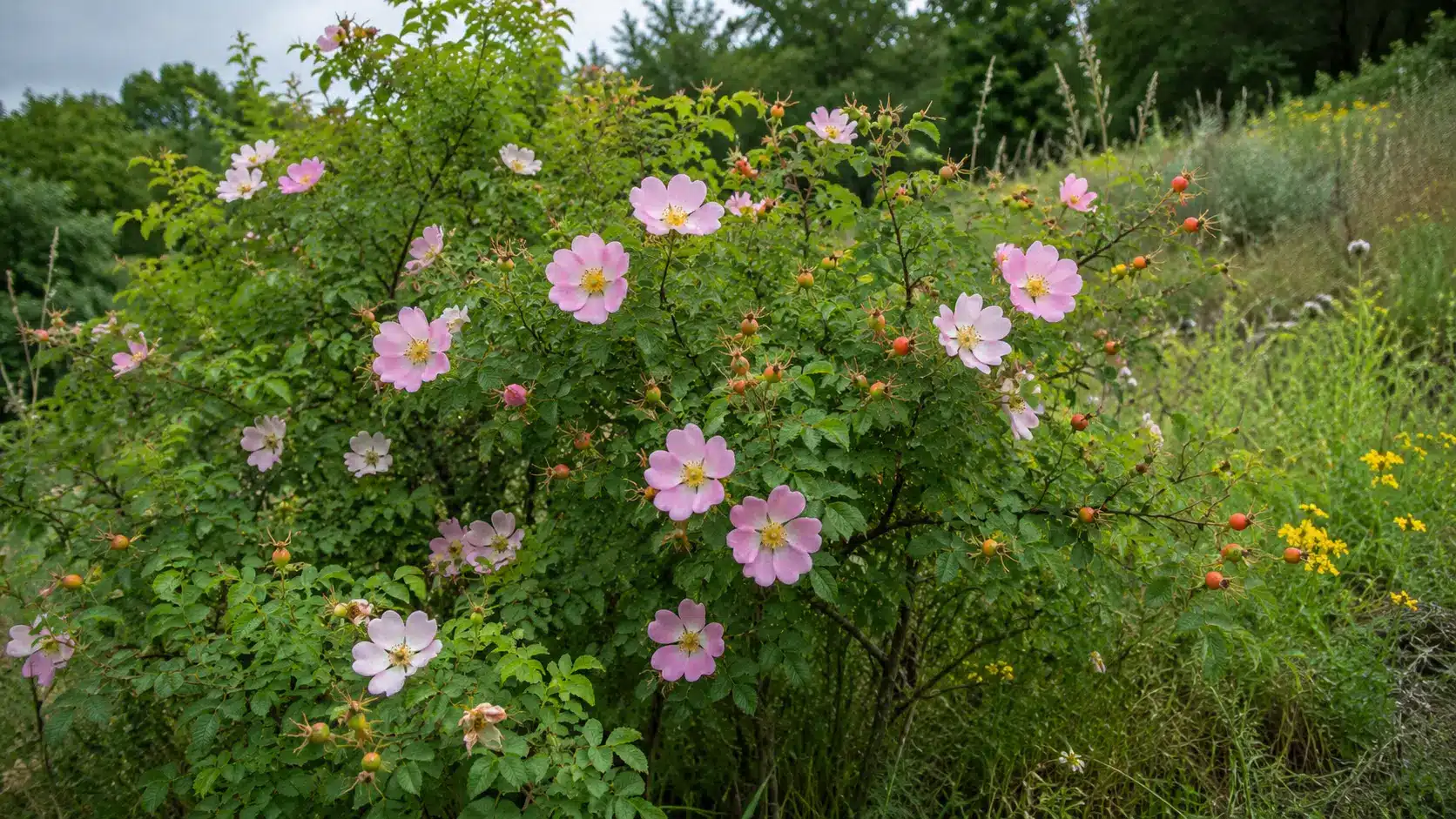 wild rose shrub with pale pink five-petaled flowers and red-orange hips growing in a meadow