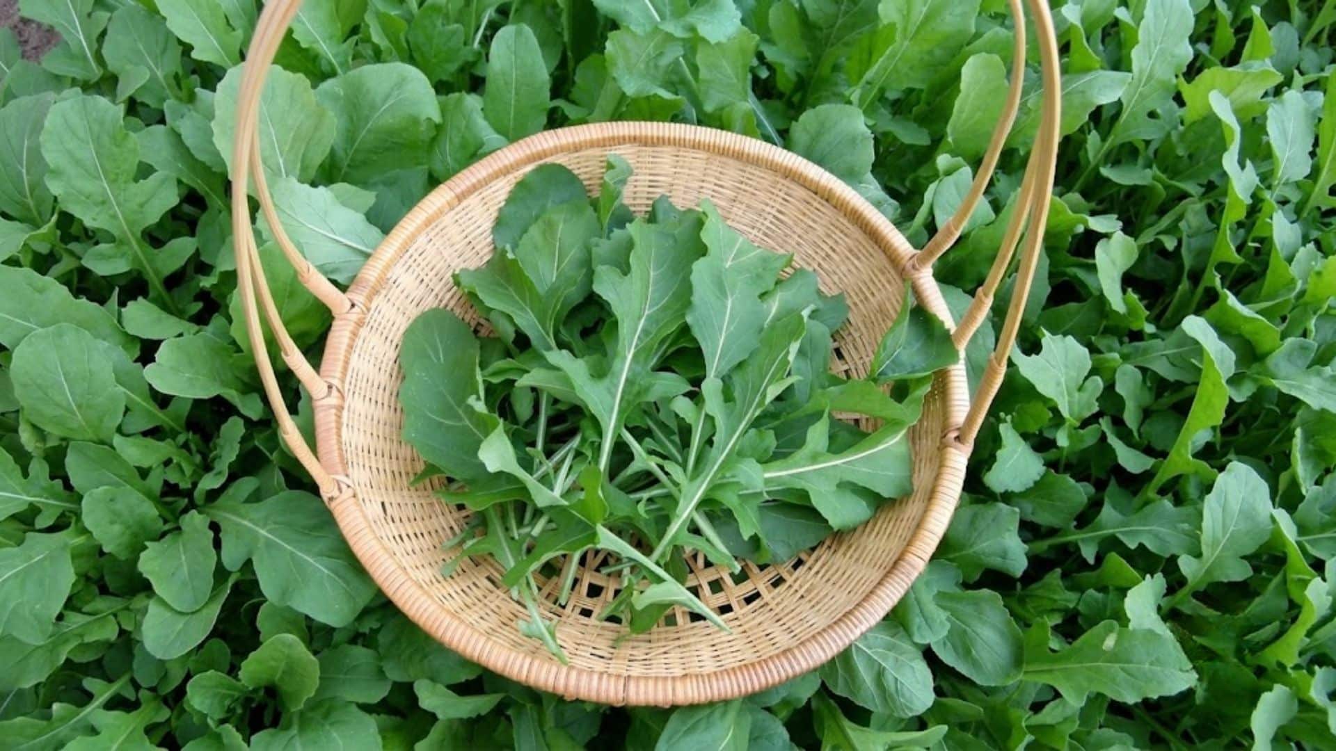 woven basket filled with freshly harvested arugula leaves resting among lush arugula plants in a garden bed