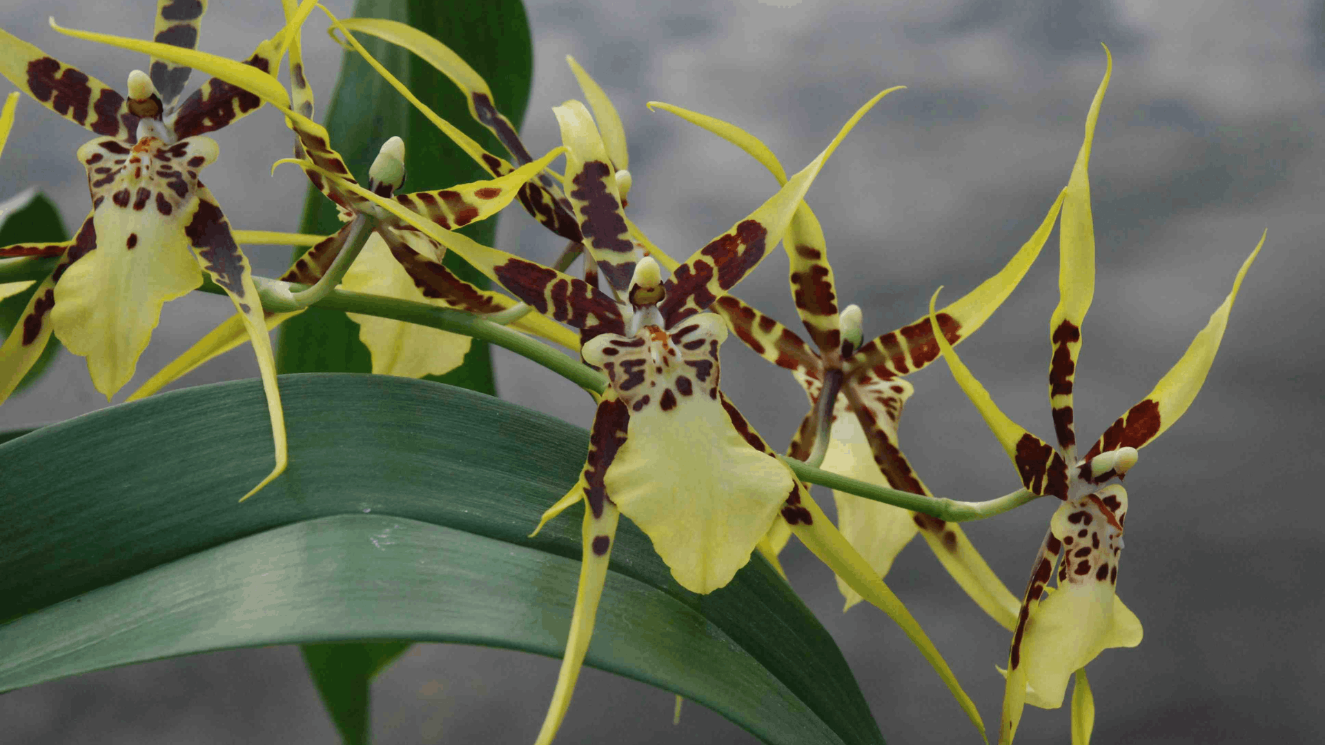 yellow and brown spider orchids blooming on arching stems with long narrow petals and broad green leaves in soft natural light