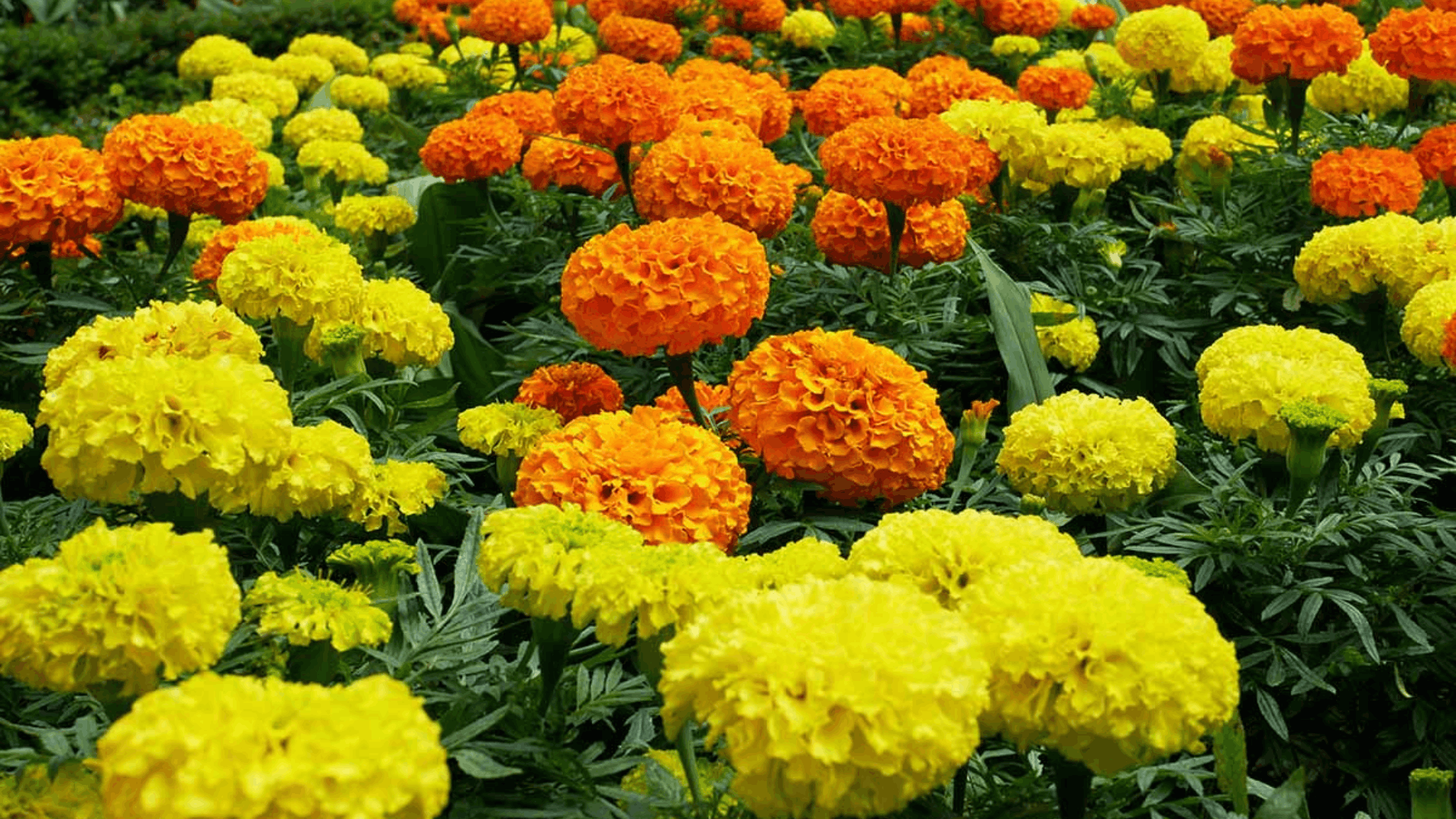yellow and red marigold flower in full bloom surrounded by green foliage with softly blurred blossoms in the background (1) (1)
